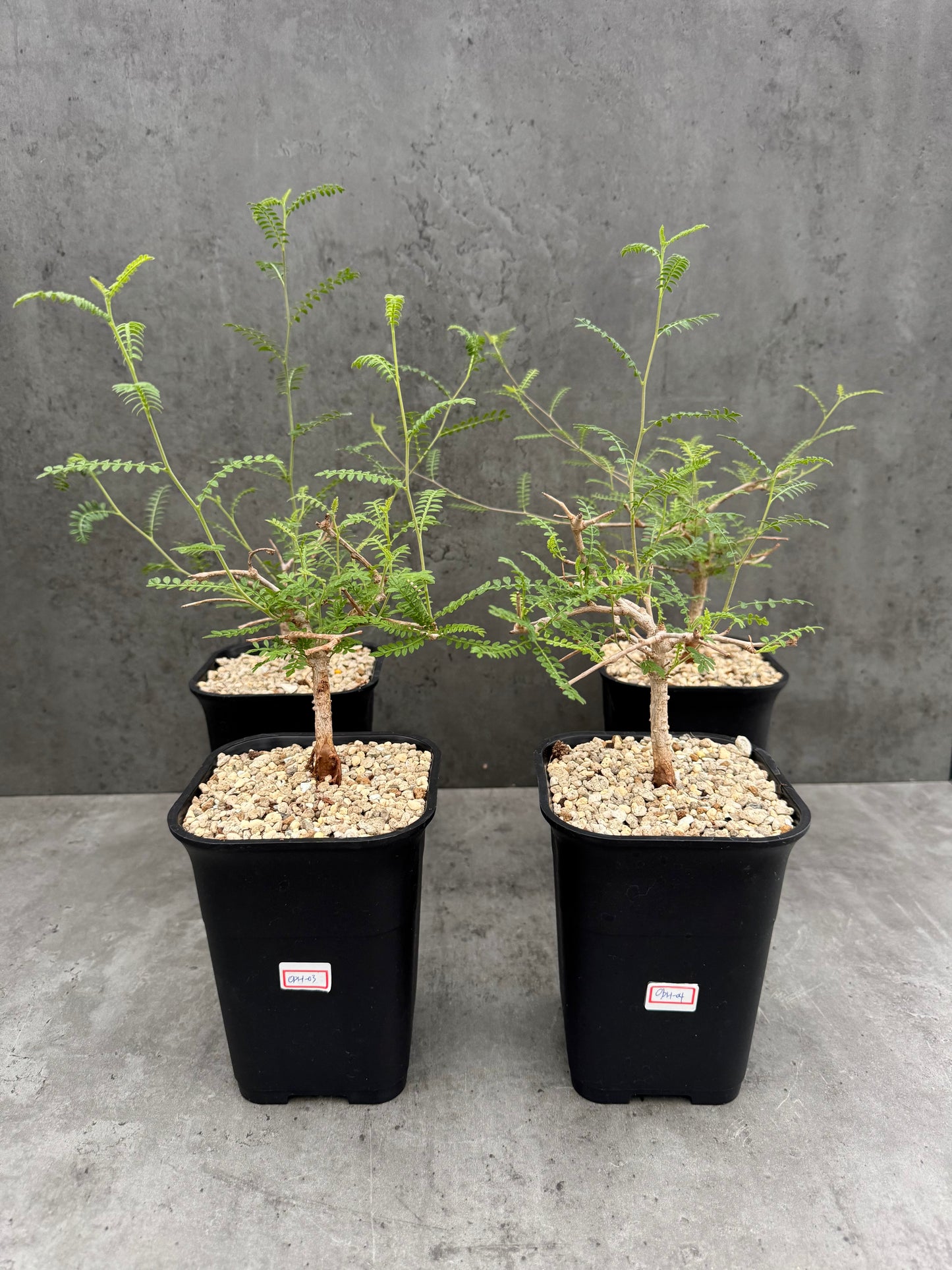 Operculicarya hyphaenoides -Rarität