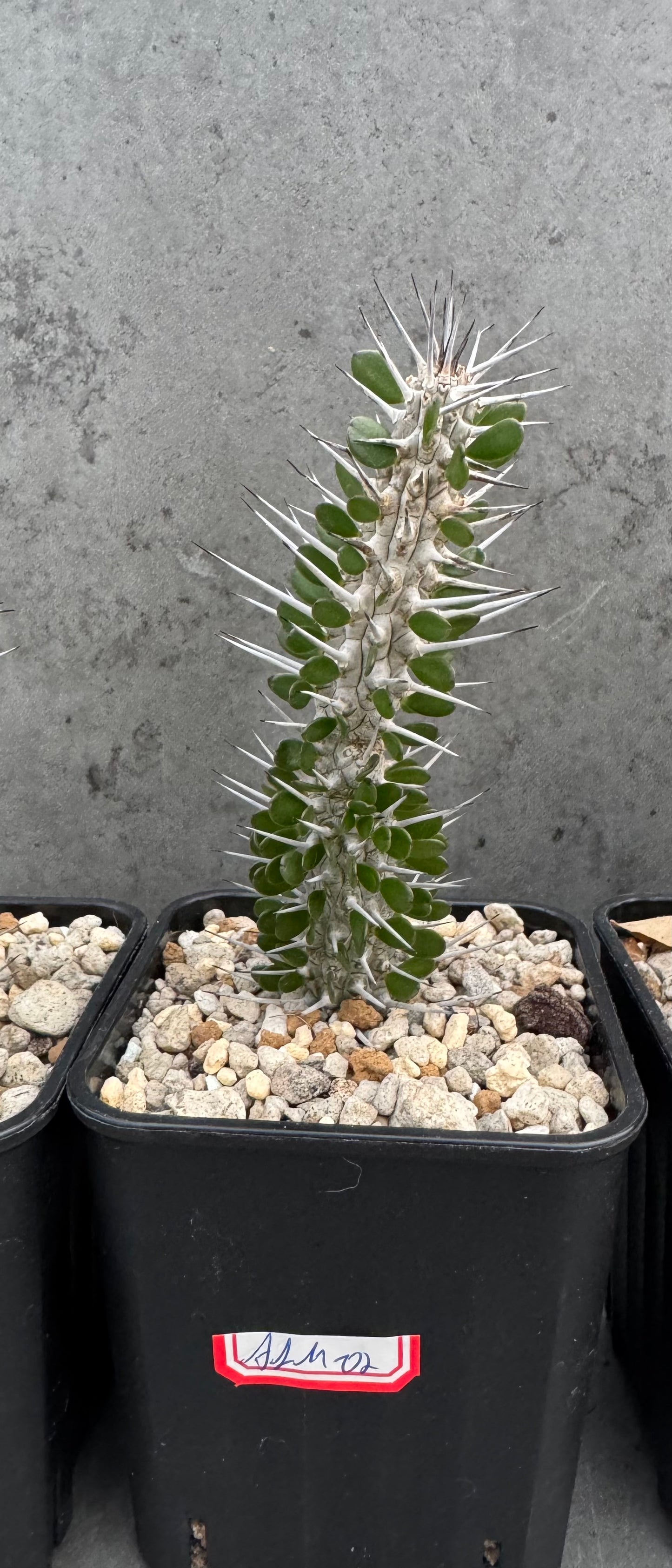 Alluaudia montagnacii