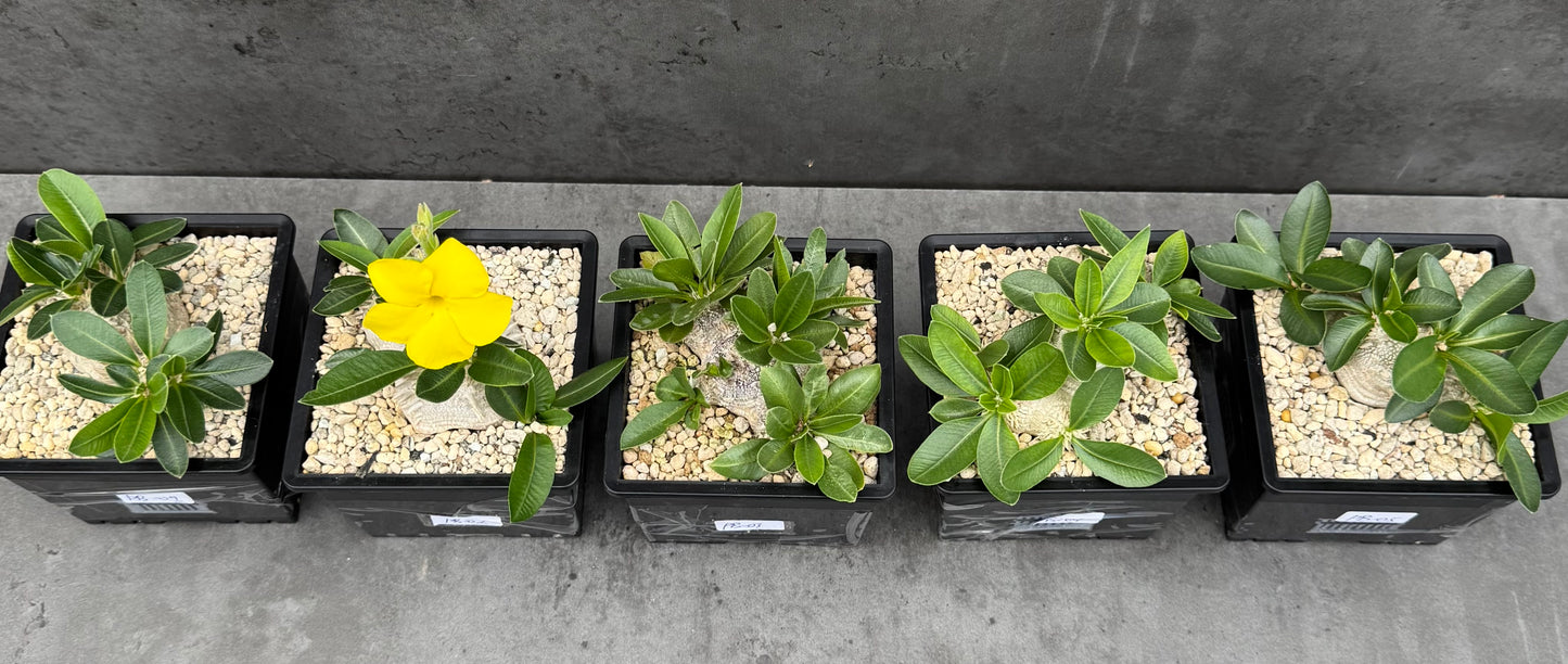 Pachypodium brevicaule großes Exemplar - wurzelecht