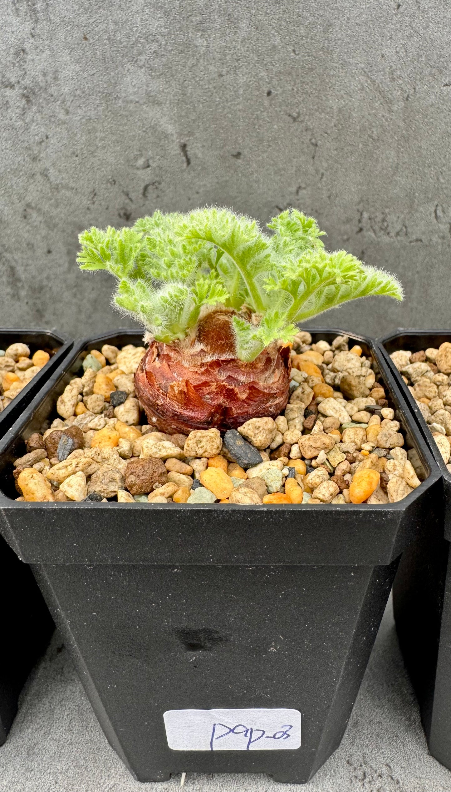 Pelargonium appendiculatum