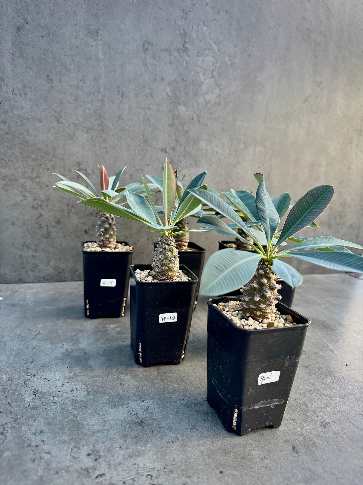 Euphorbia pachypodioides