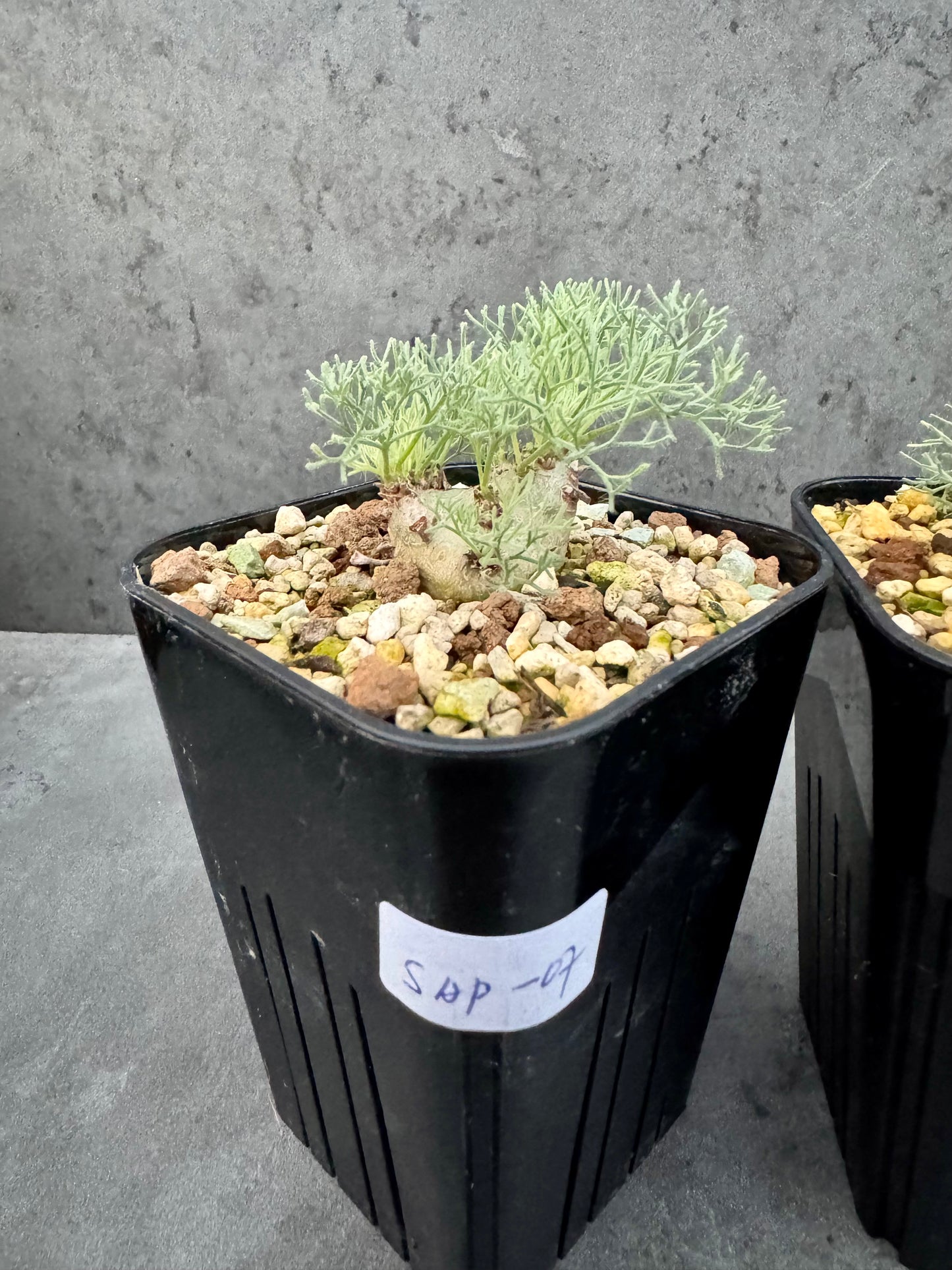 Sarcocaulon peniculinum