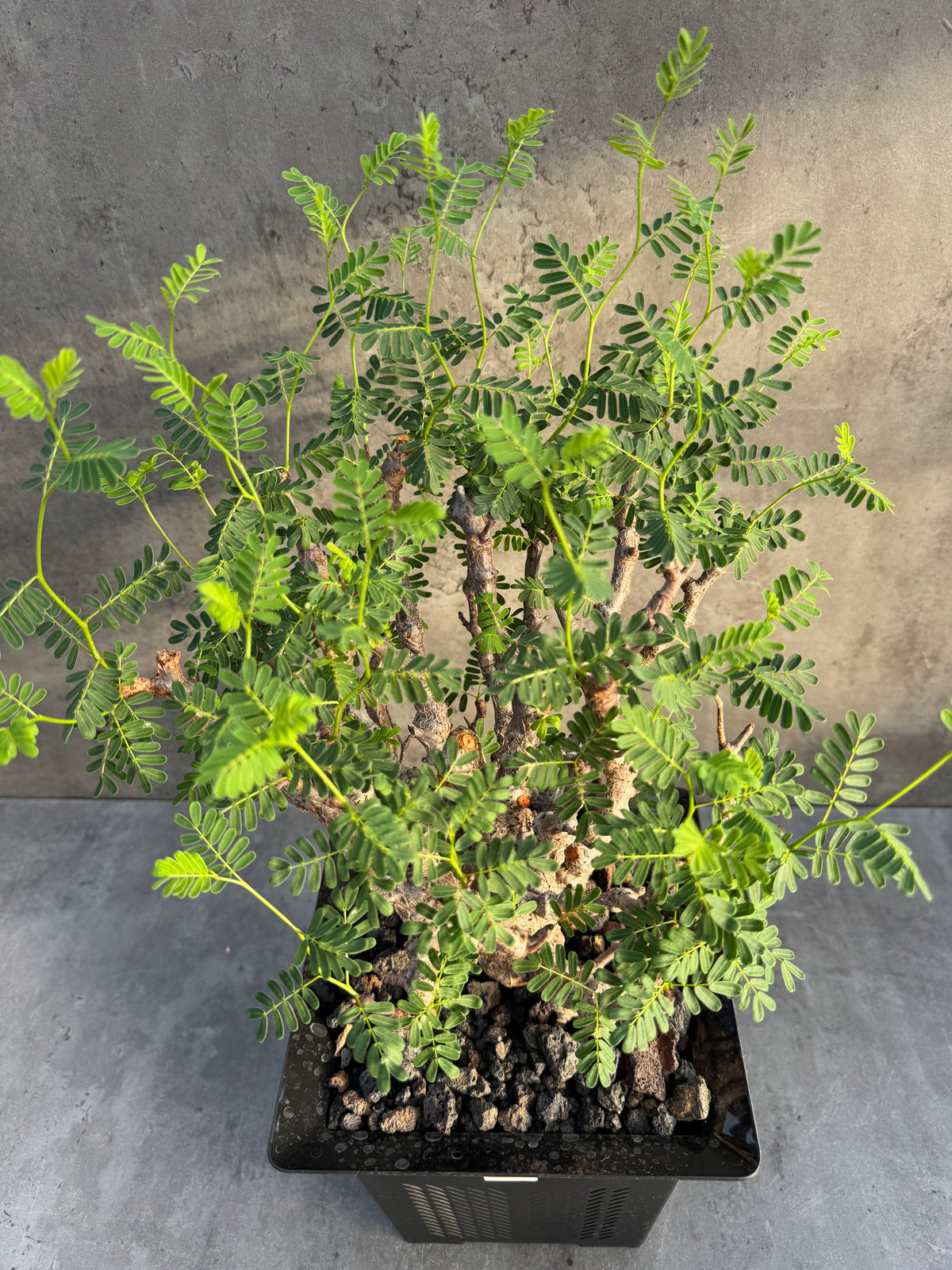 Senna meridionalis XXL - ein exklusives Exemplar!