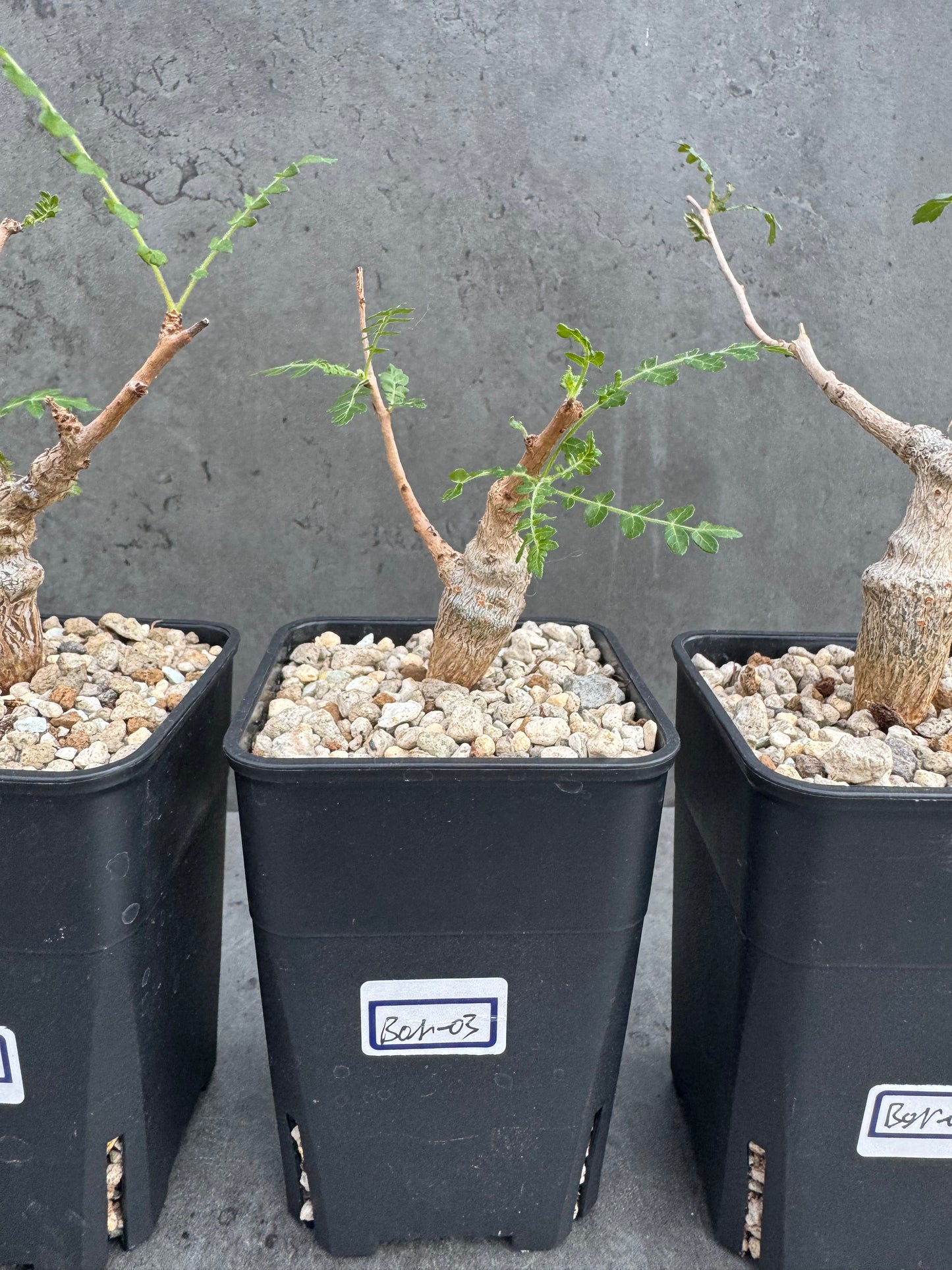 Boswellia neglecta - schwarzer Weihrauch