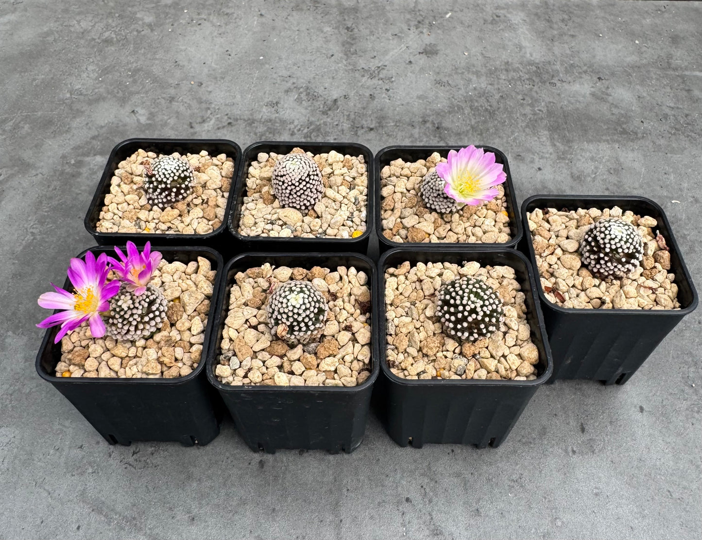Mammillaria luethyi - wurzelecht
