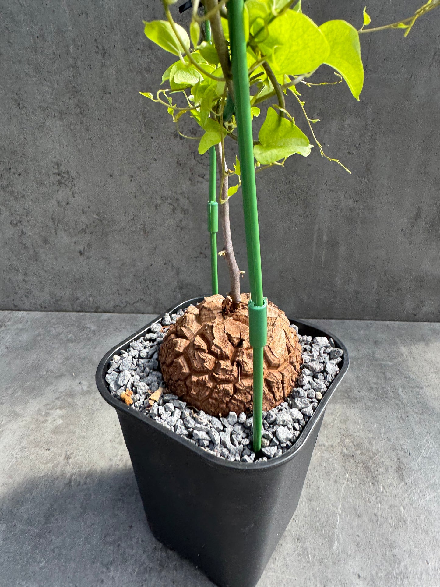 Dioscorea elephantipes – vollständig bewurzeltes Exemplar – Dioe-03
