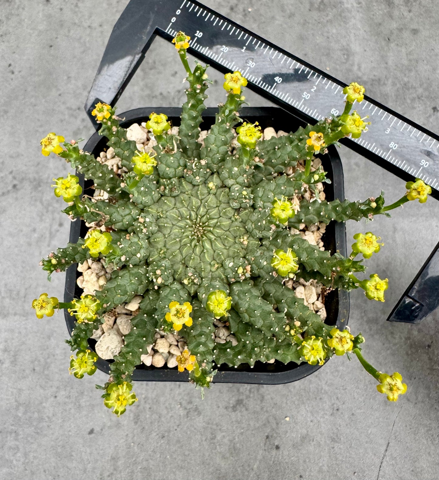 Euphorbia gorgonis