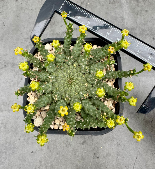 Euphorbia gorgonis