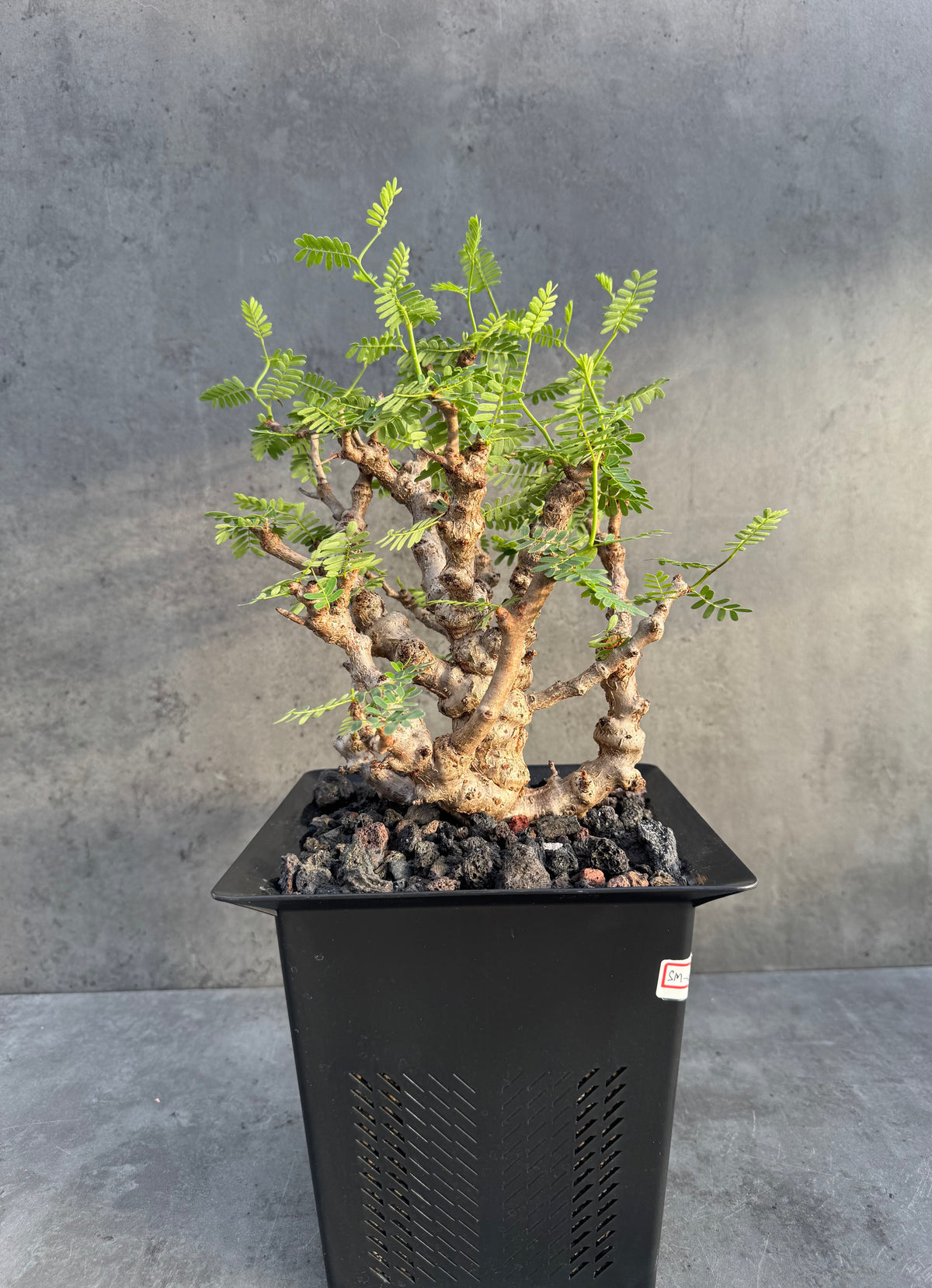 Senna meridionalis - ein exklusives Exemplar!