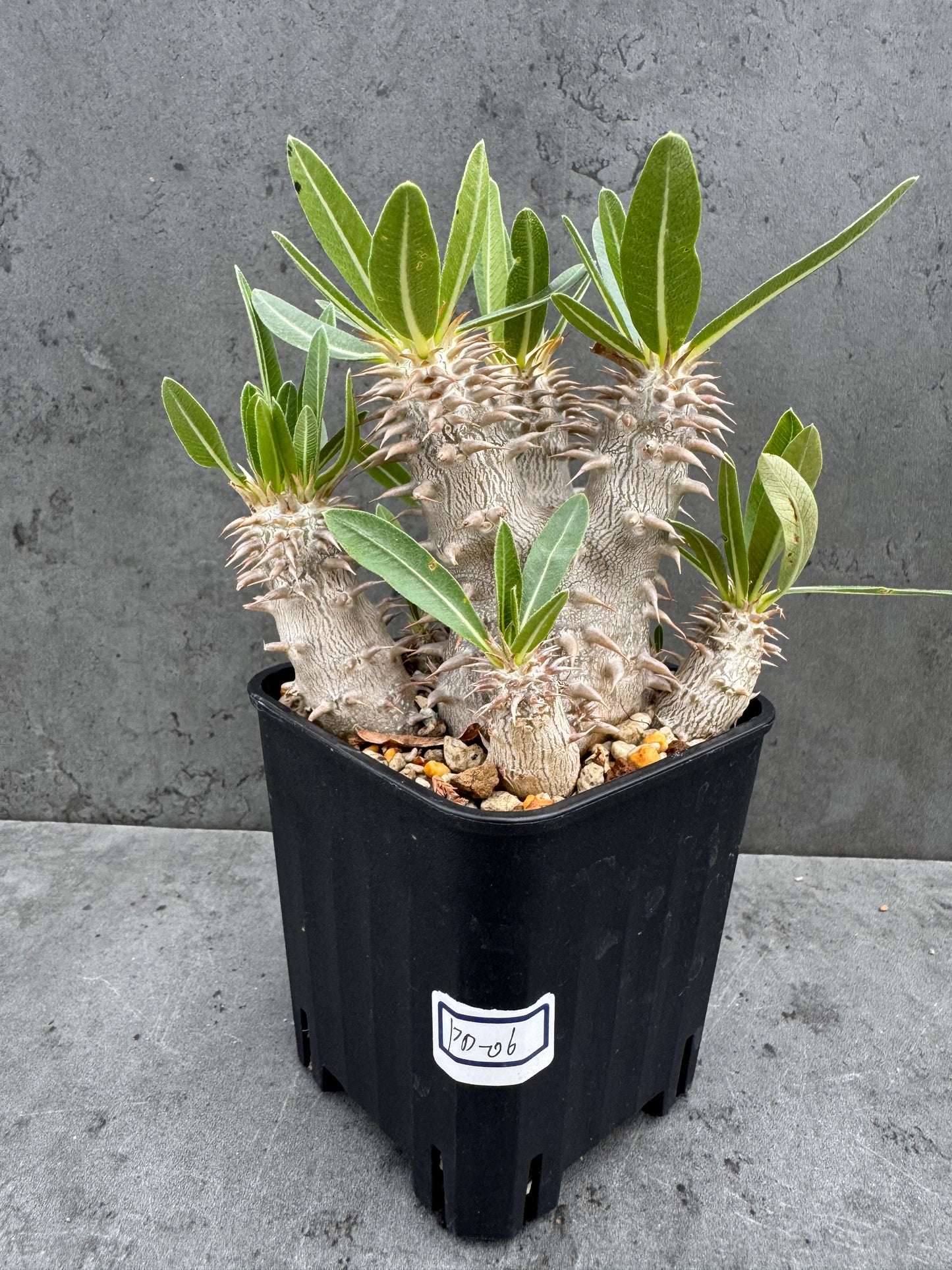 Pachypodium densiflorum
