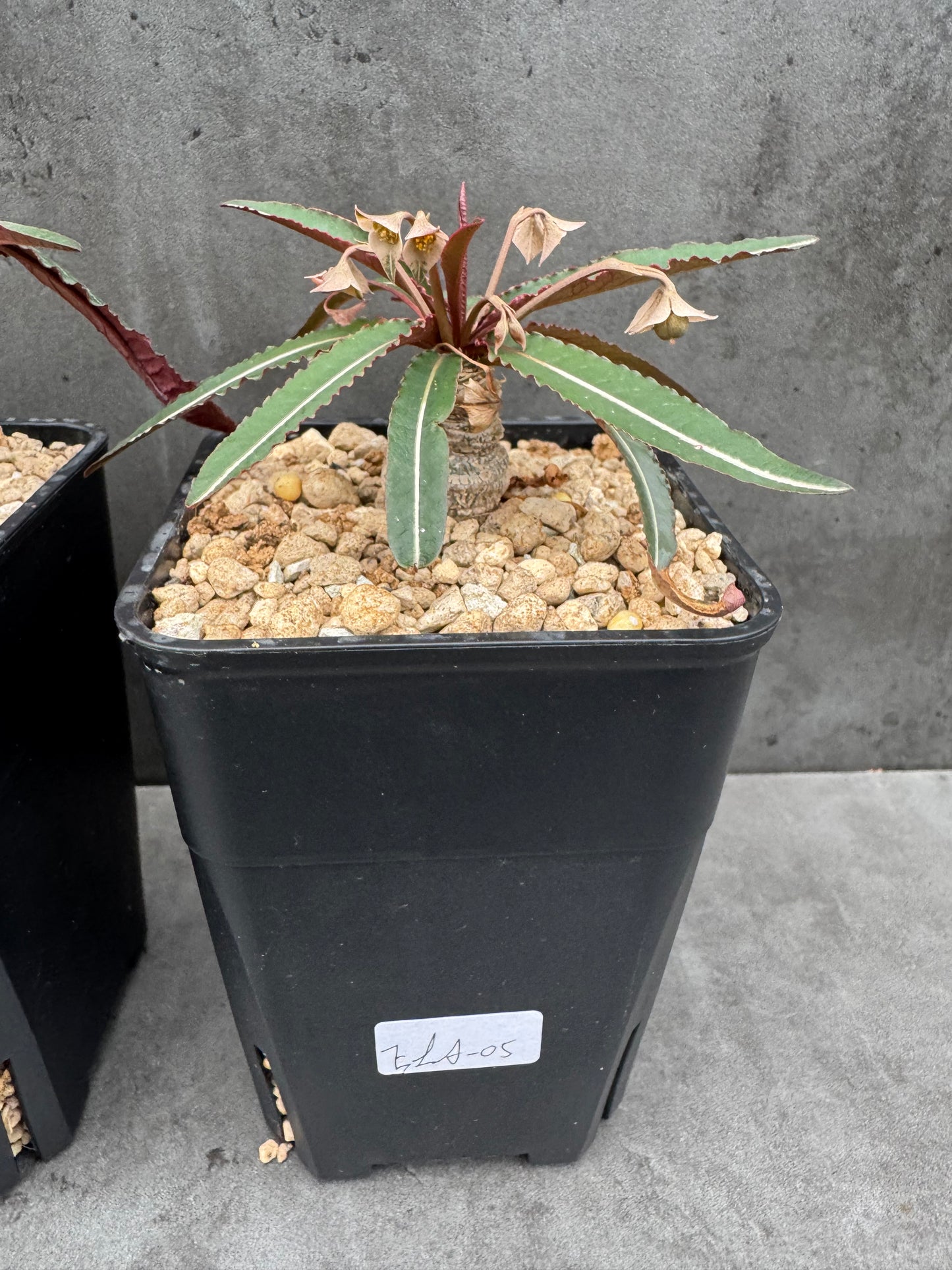Euphorbia labatii