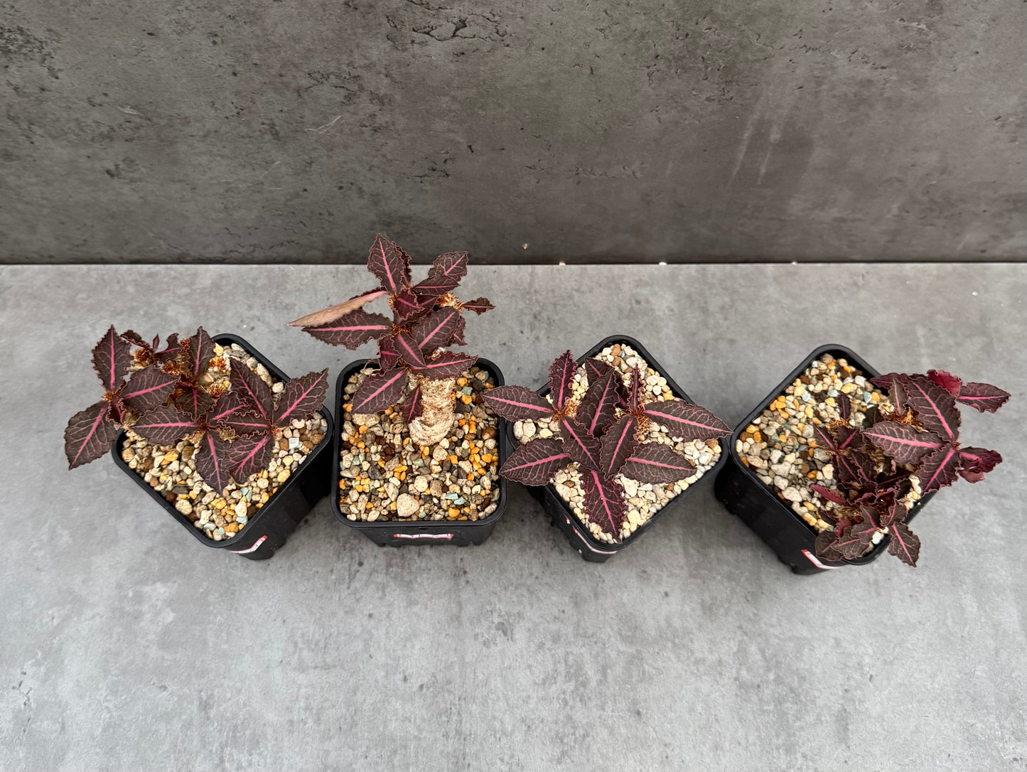 Euphorbia francoisii var. crassicaulis 'Rubrifolia' – robust kultiviert in rein mineralischem Substrat.