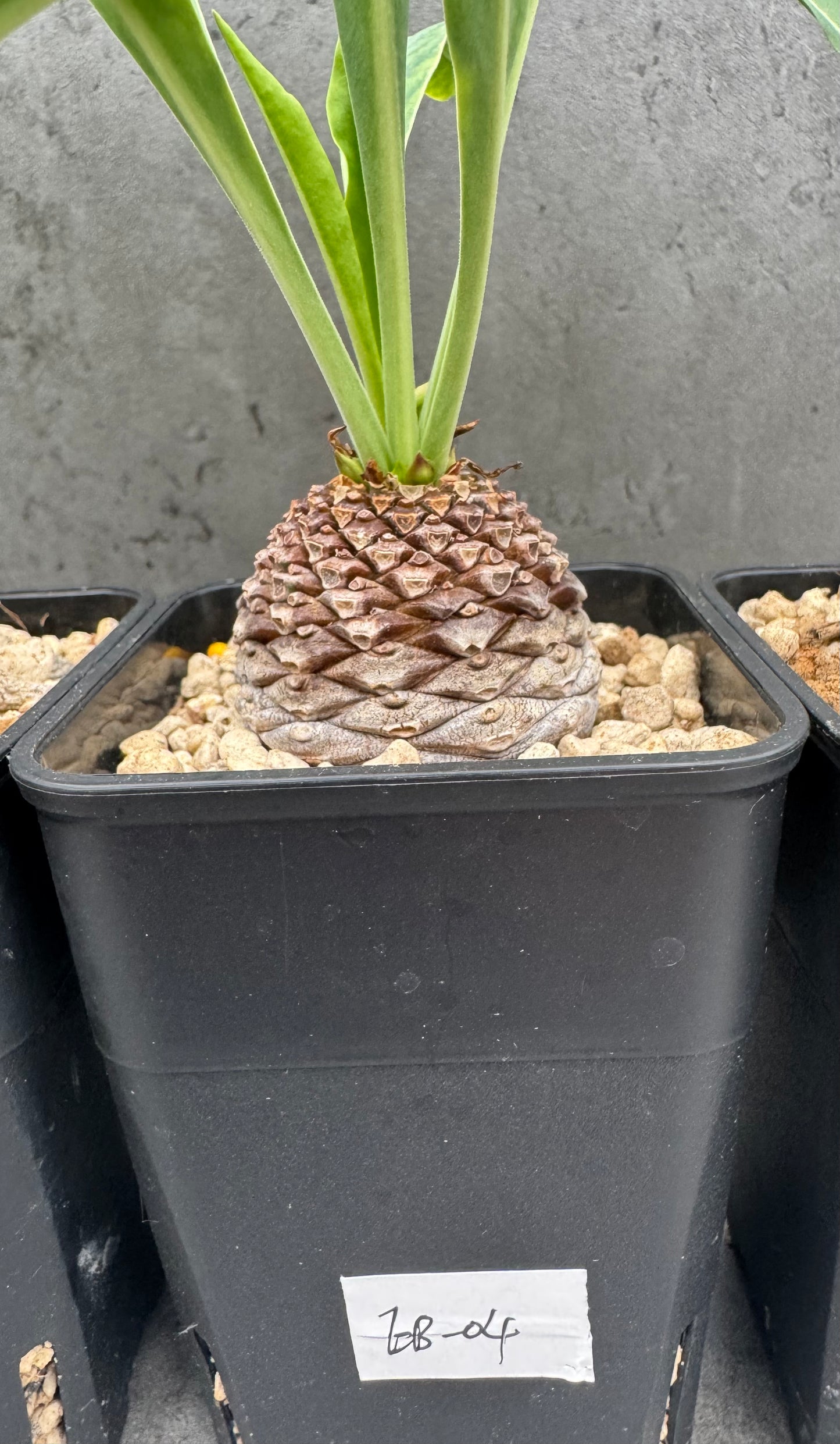 Euphorbia bupleurifolia – Exklusive Caudexpflanze mit Palmen- & Ananasoptik