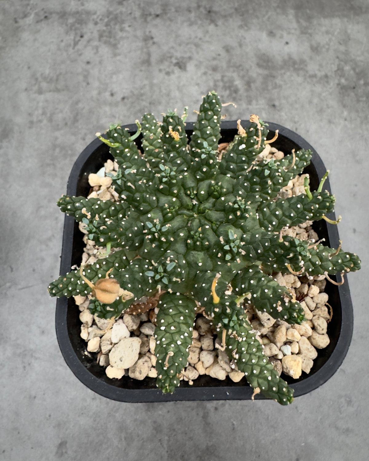 Euphorbia gamkensis