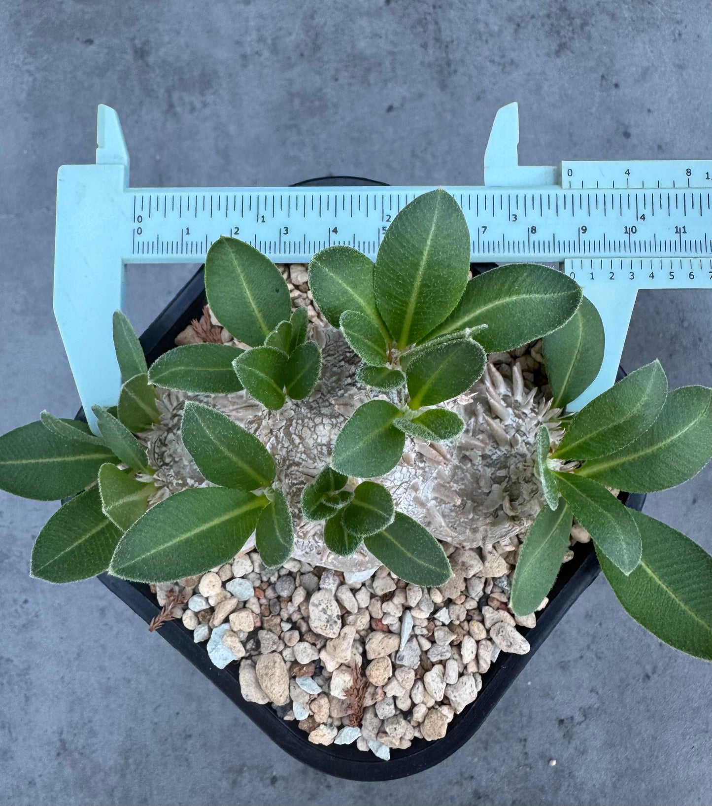 Pachypodium brevicaule – Kulturpflanzen aus deutscher Nachzucht - wurzelecht 8,8cm