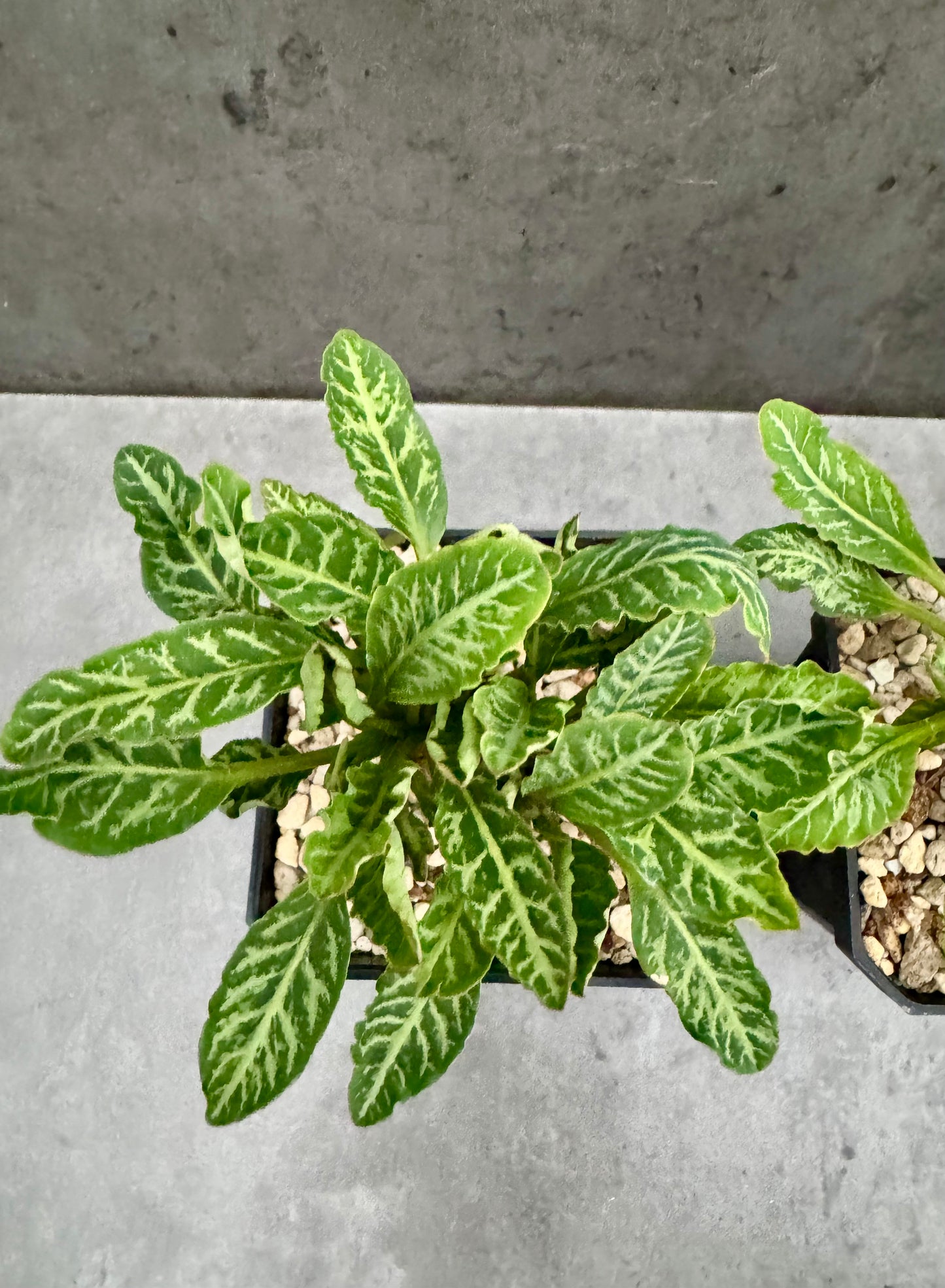 Euphorbia Spannringii fishbone