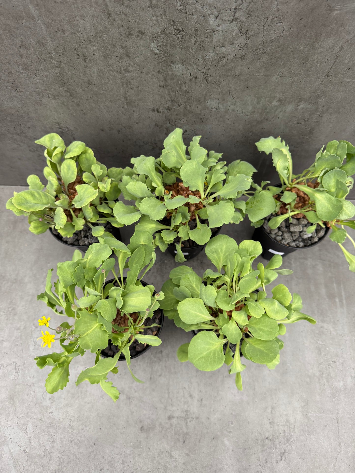 Othonna herrei - große Pflanzen