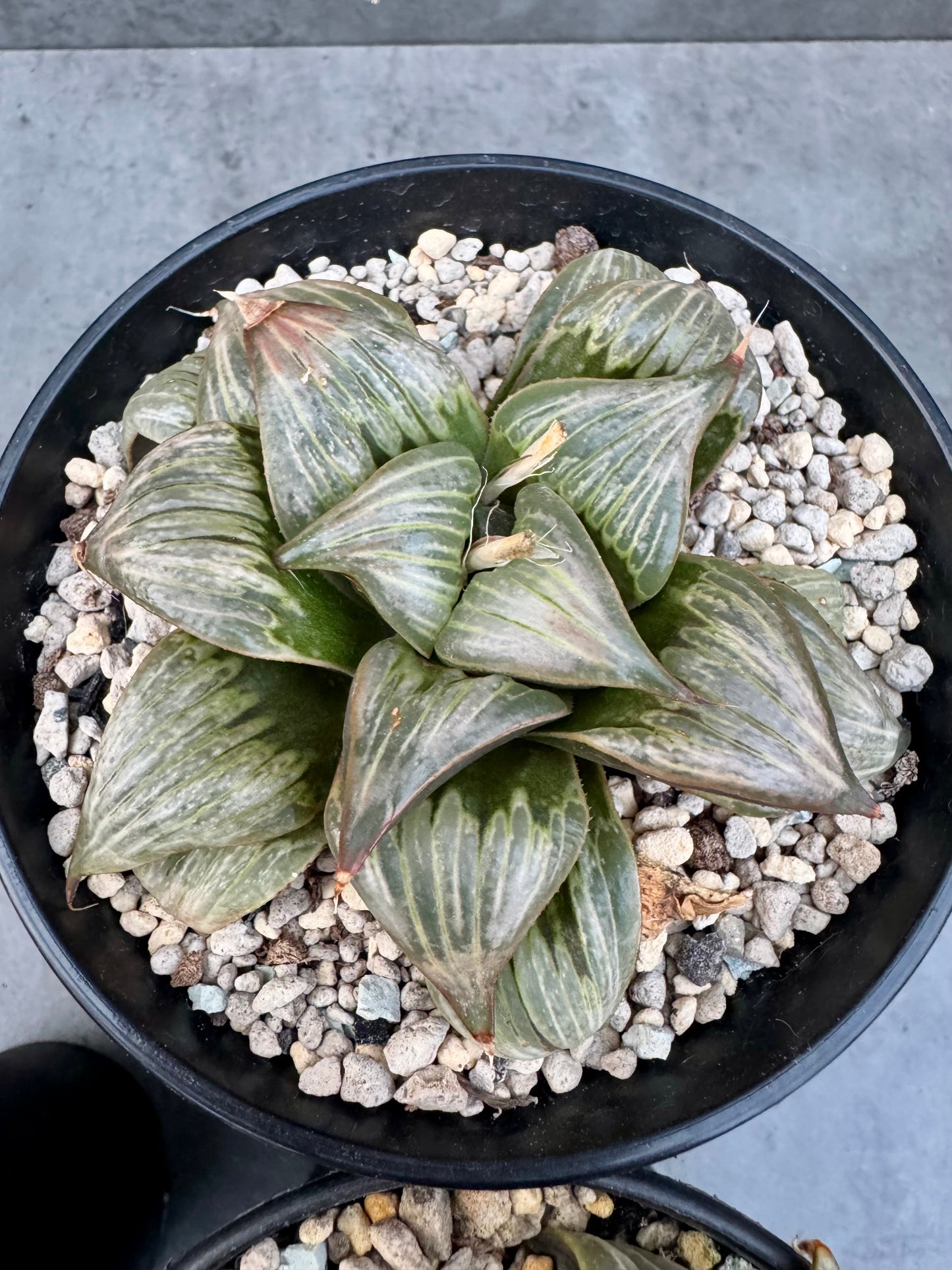 Haworthia mirabilis v. badia