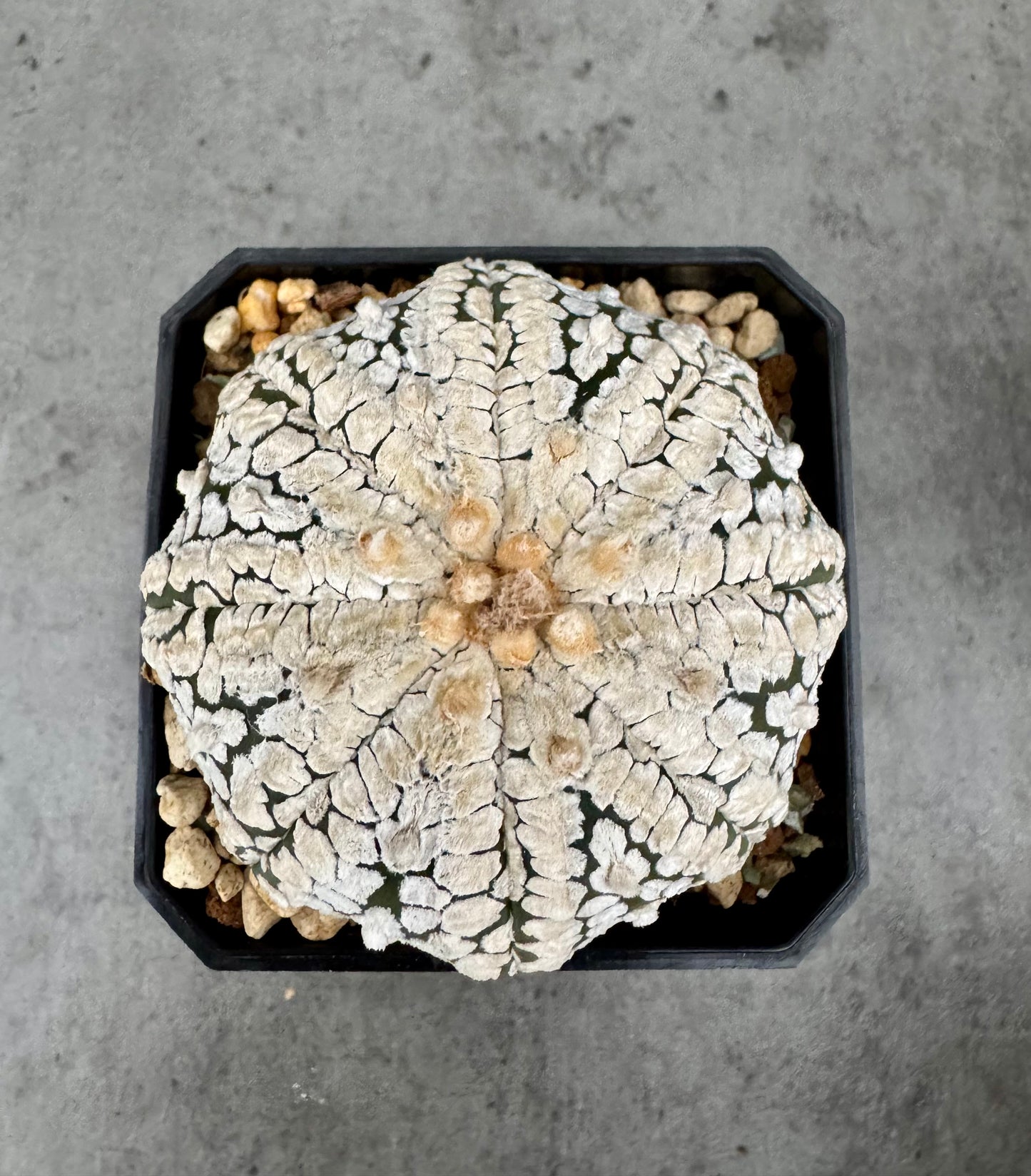 Astrophytum asterias Super kabuto