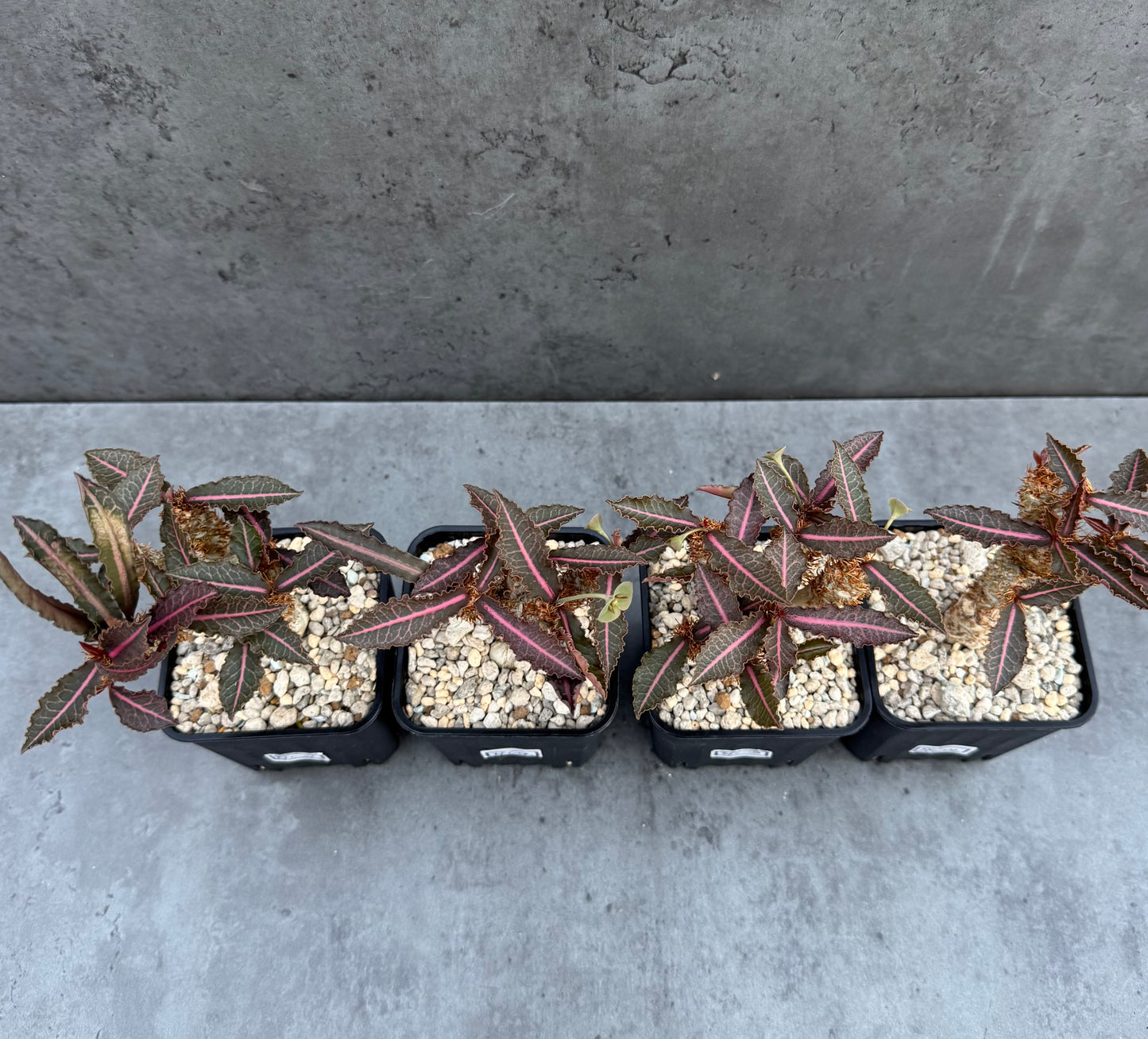 Euphorbia francoisii var. crassicaulis 'Rubrifolia' – robust kultiviert in rein mineralischem Substrat.