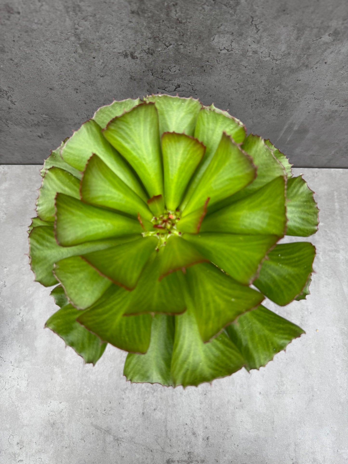 Euphorbia unispina - wurzelechte Exemplare