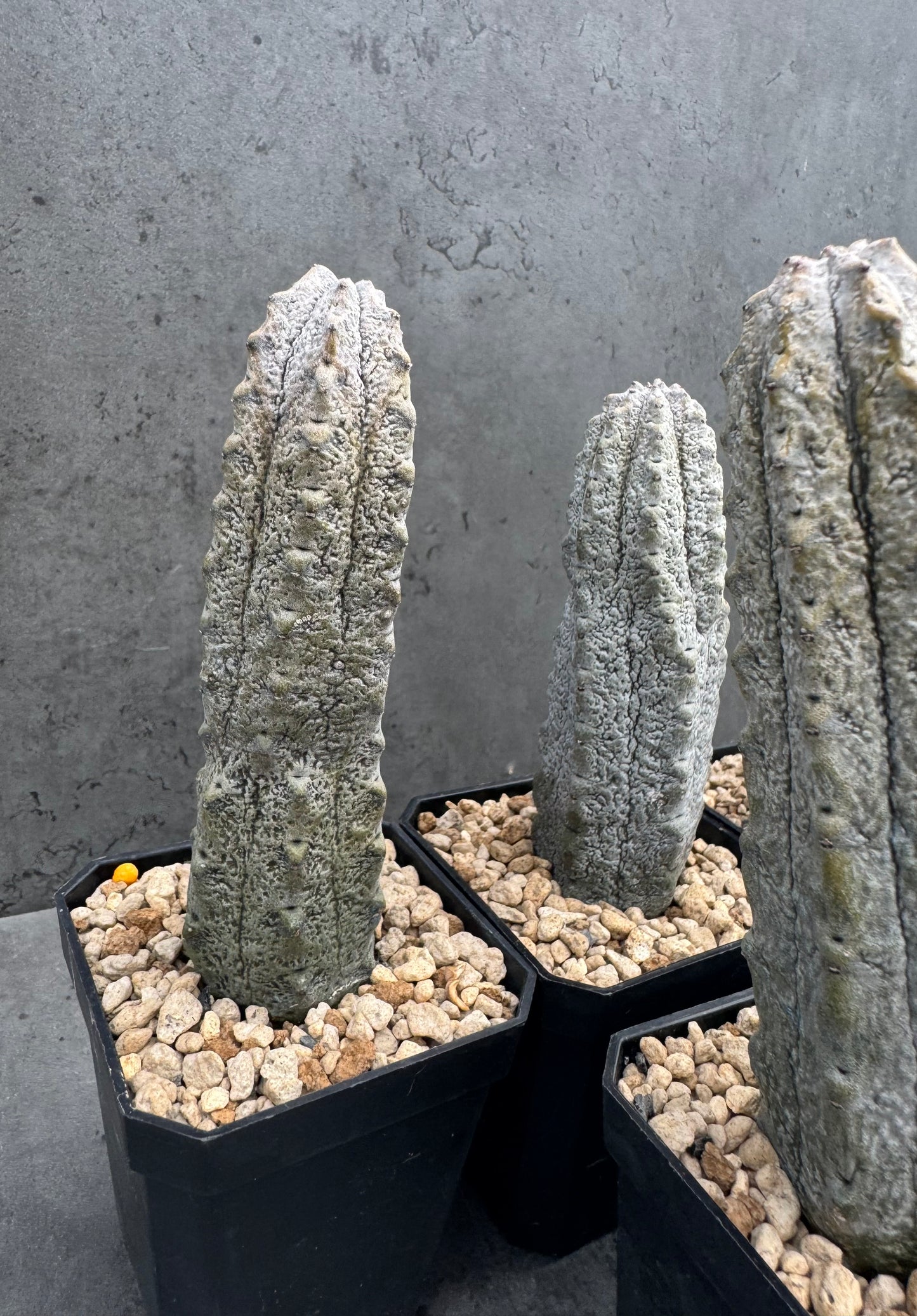 Euphorbia abdelkuri – wurzecht