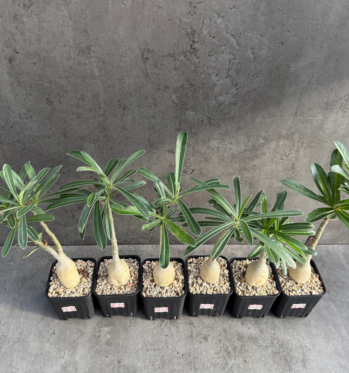 Adenium swazicum