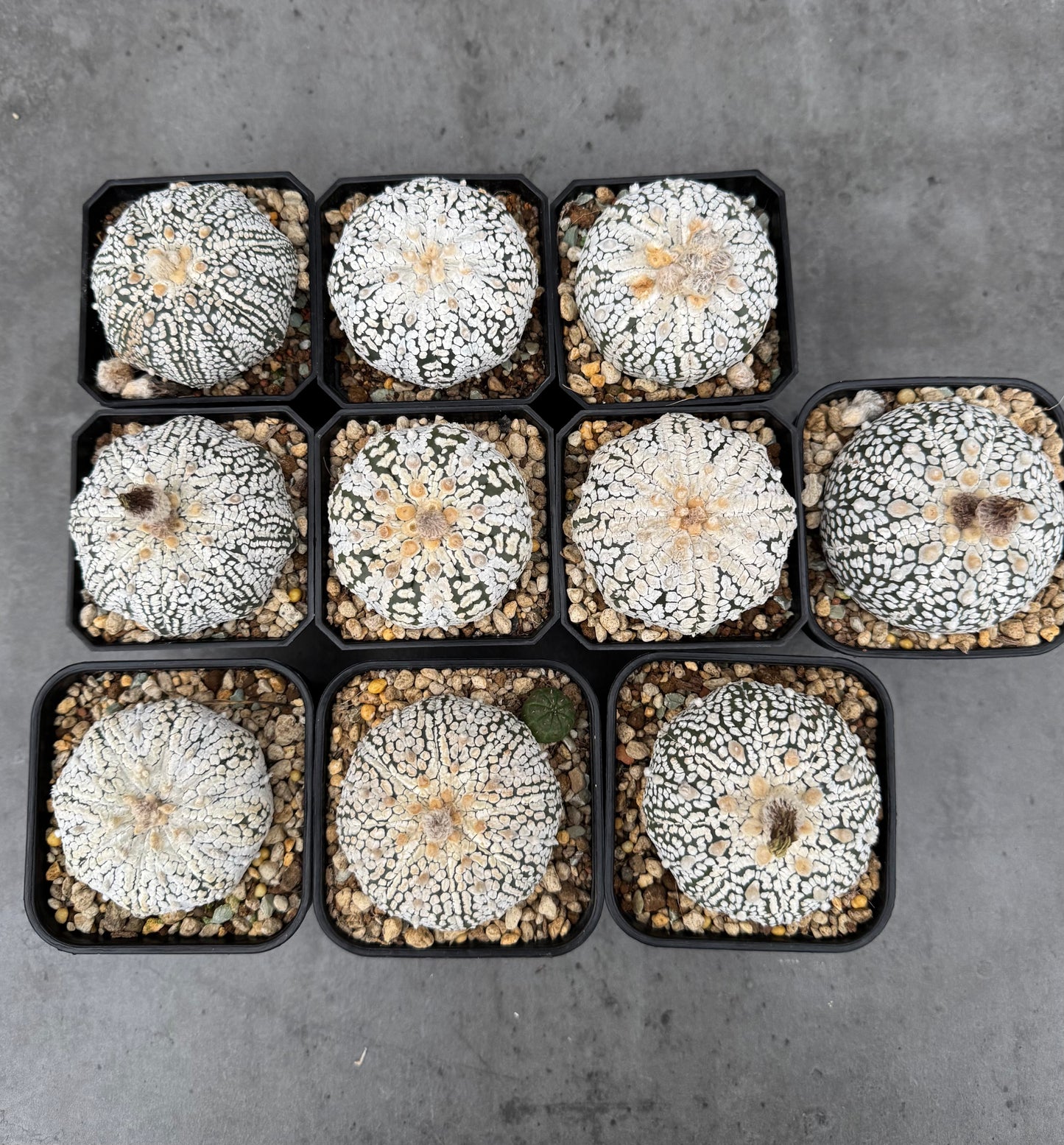 Astrophytum asterias Super kabuto