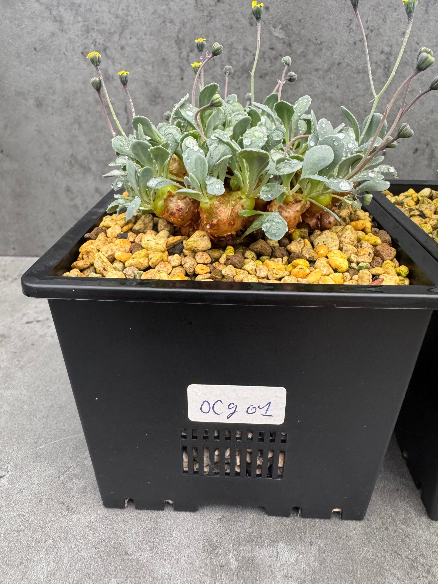 Othonna cacalioides - XXL Exemplar