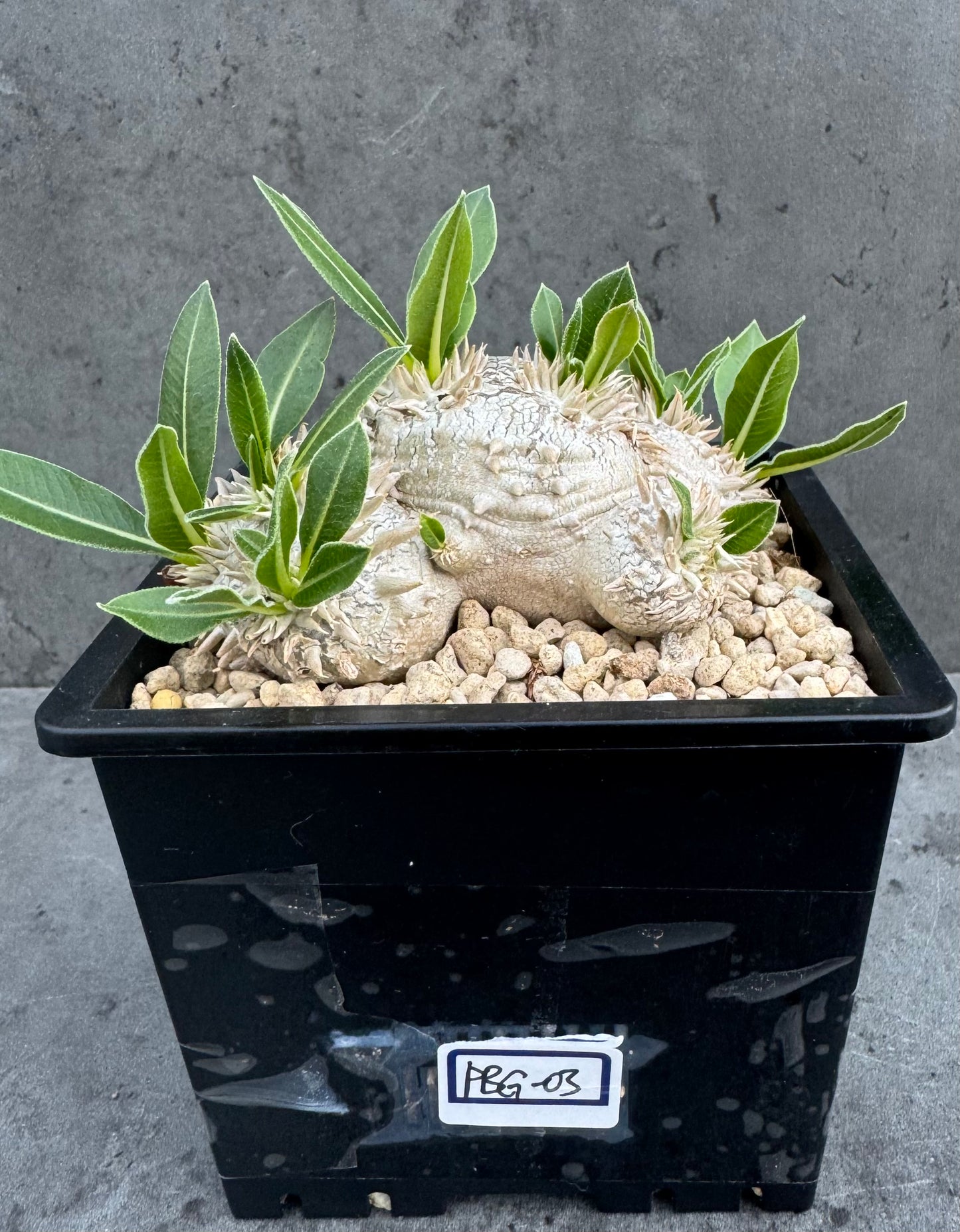 Pachypodium brevicaule – Kulturpflanzen aus deutscher Nachzucht - wurzelecht 8,5cm