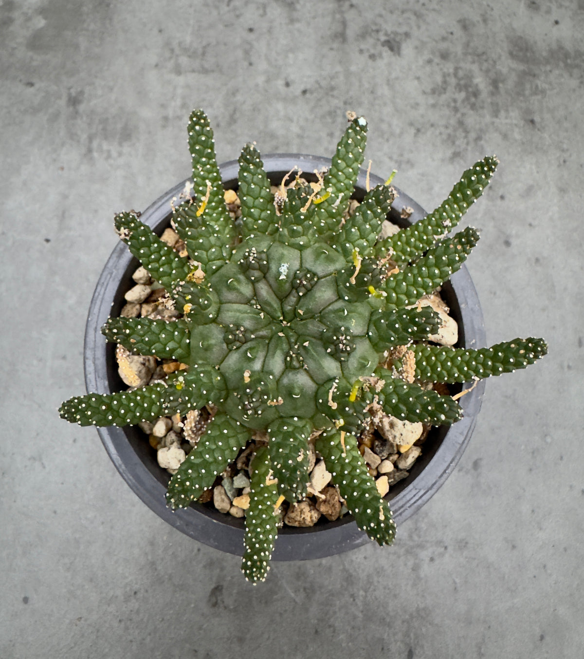 Euphorbia gamkensis