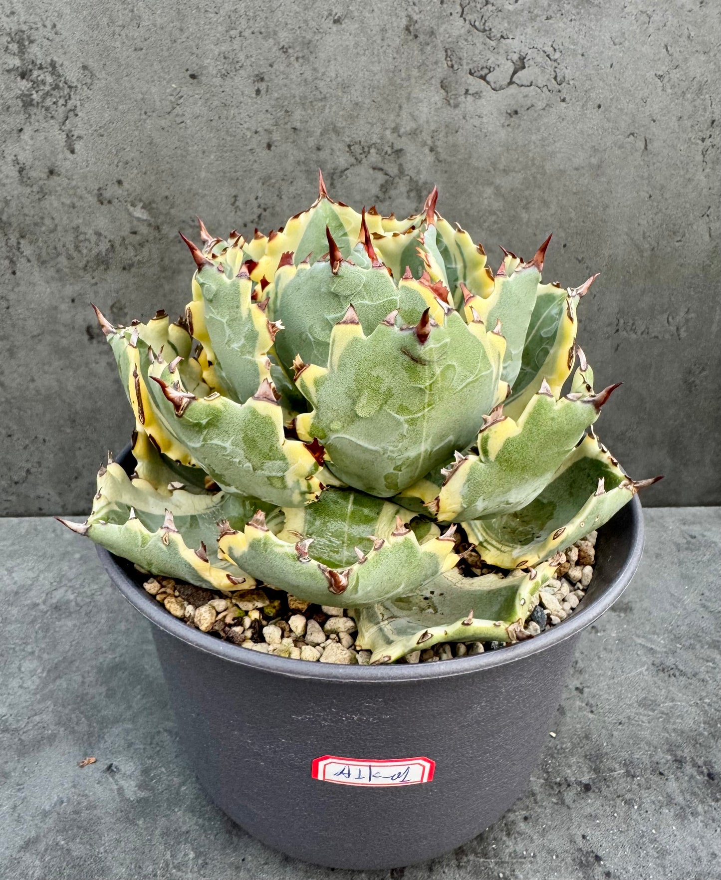 Agave isthmensis kabutogani - Freilandkultur
