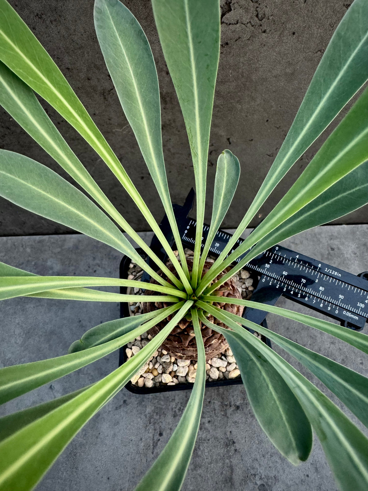 Euphorbia bupleurifolia- mittlere Größe