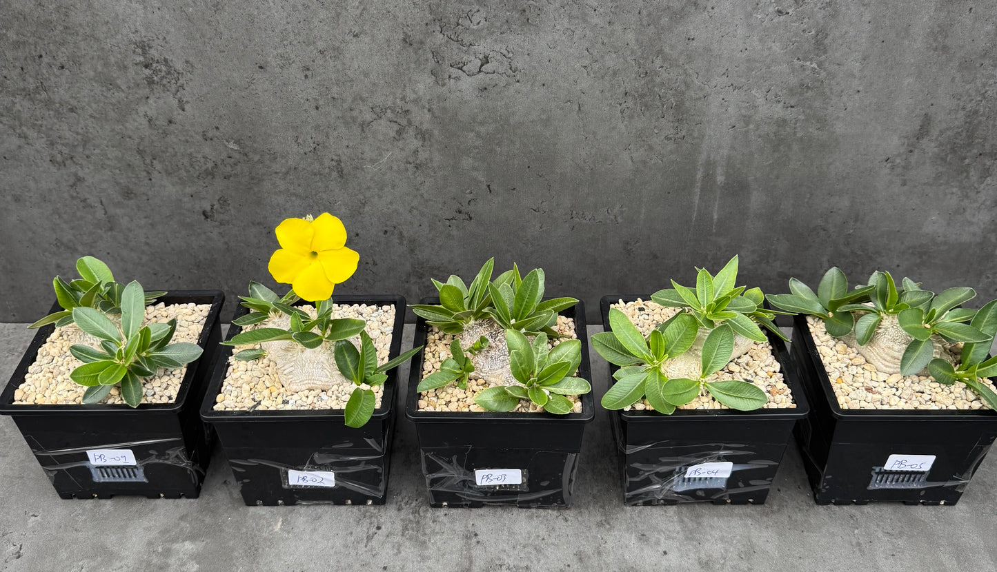 Pachypodium brevicaule großes Exemplar - wurzelecht