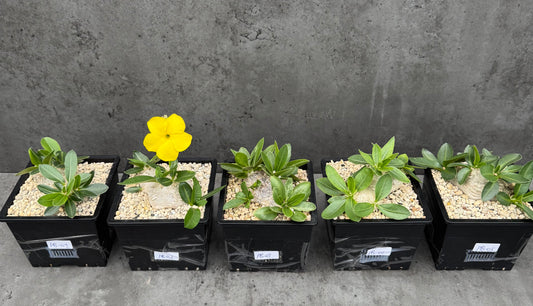 Pachypodium brevicaule großes Exemplar - wurzelecht