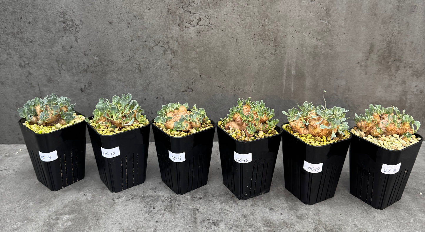 othonna cacalioides - große Pflanzen