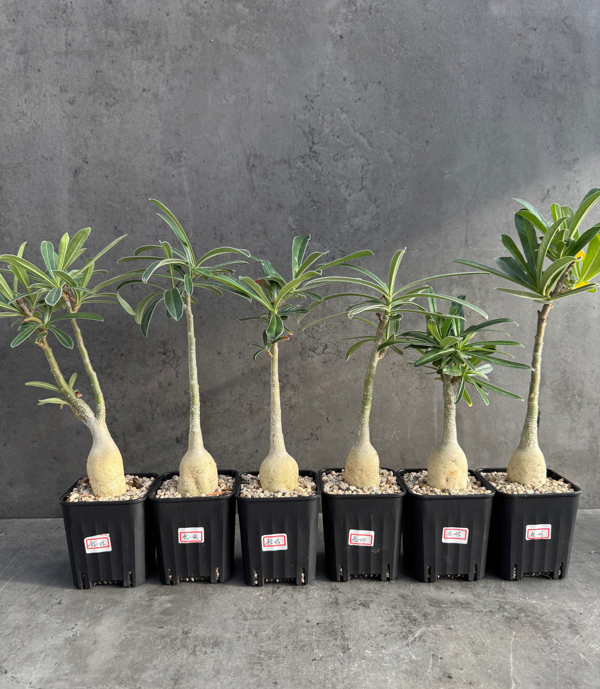 Adenium swazicum