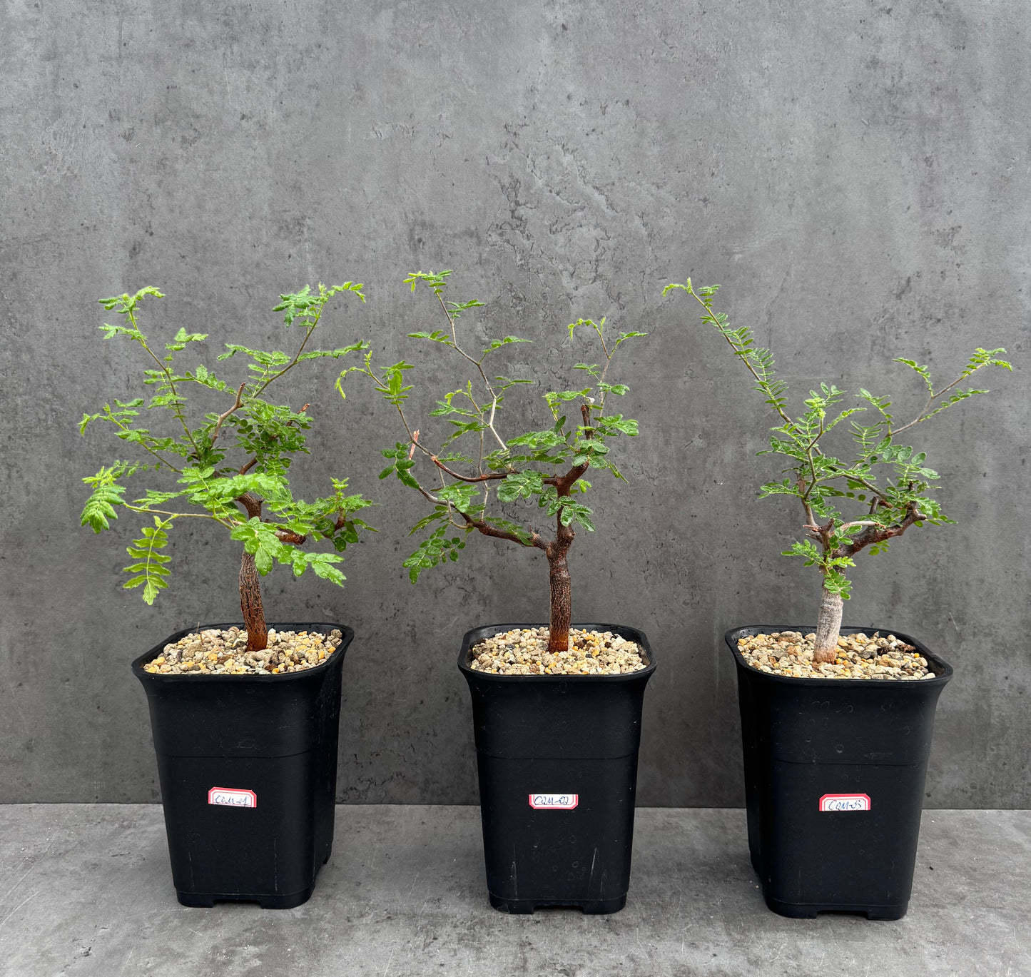 commiphora monstruosa