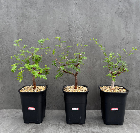 commiphora monstruosa