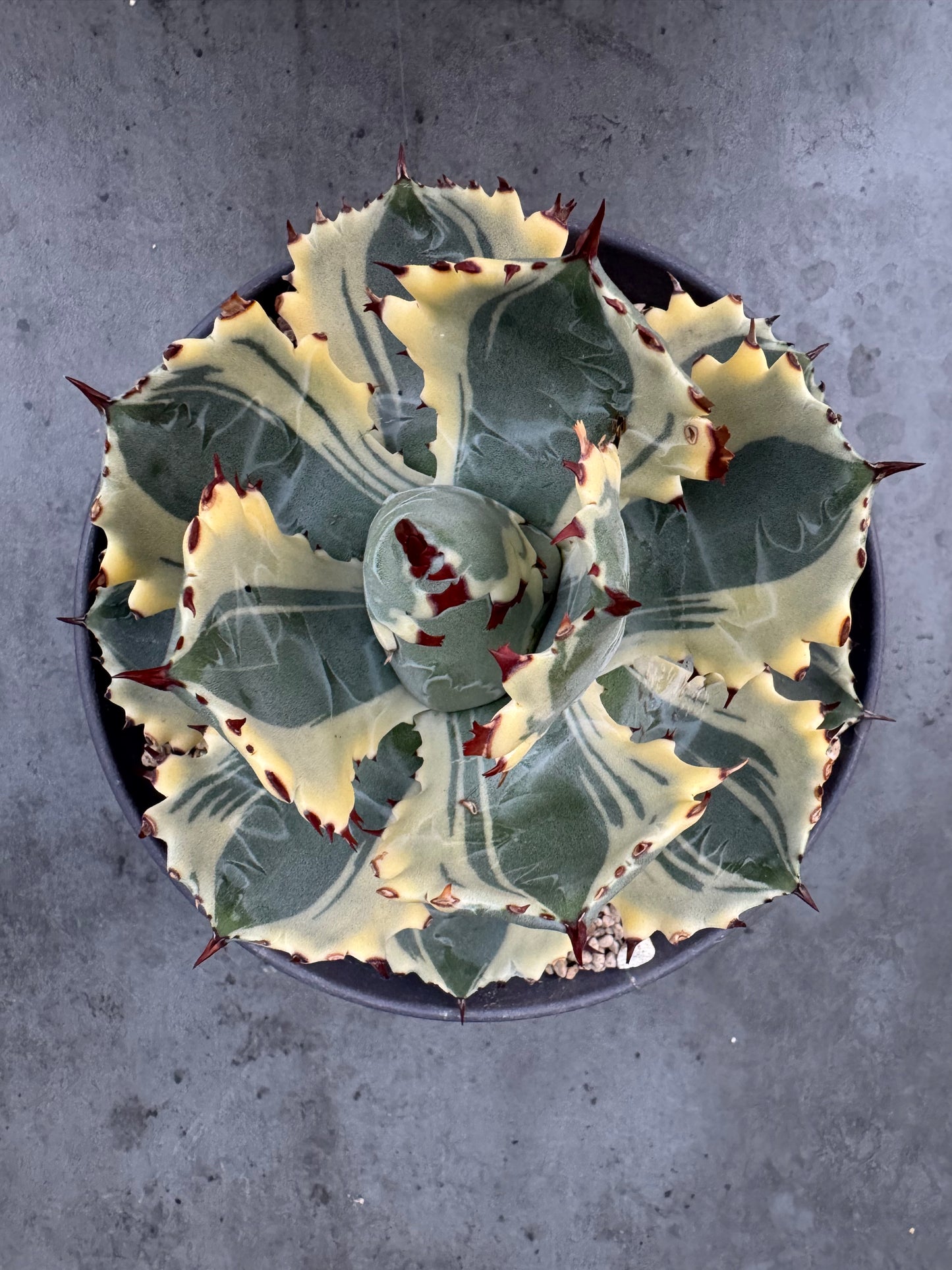 Agave isthmensis kabutogani