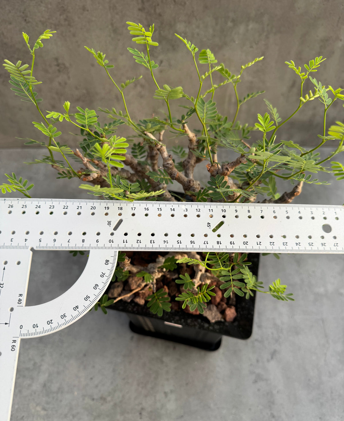 Senna meridionalis XXL - ein exklusives Exemplar! (XXL-05)