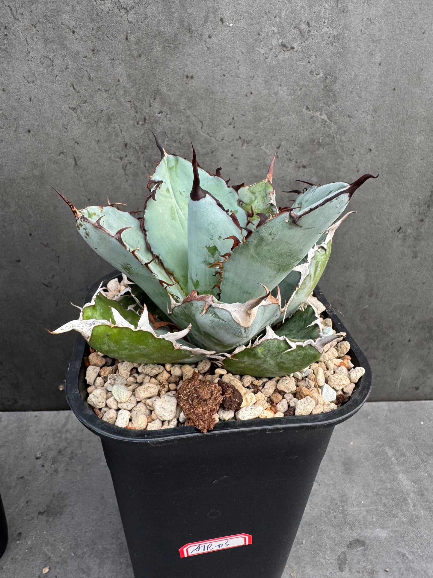 Agave Titanota cv. Black and Blue
