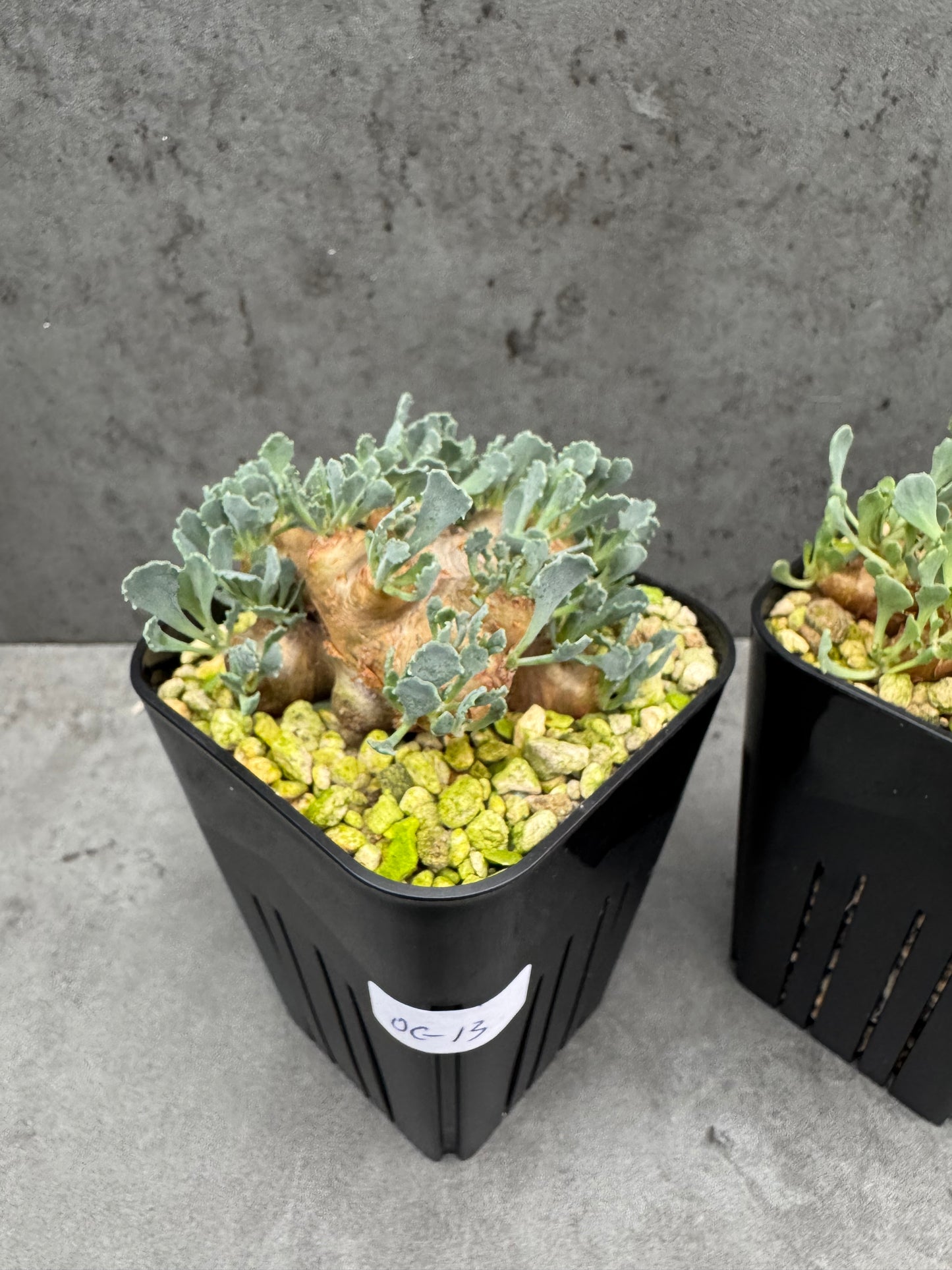 othonna cacalioides - große Pflanzen