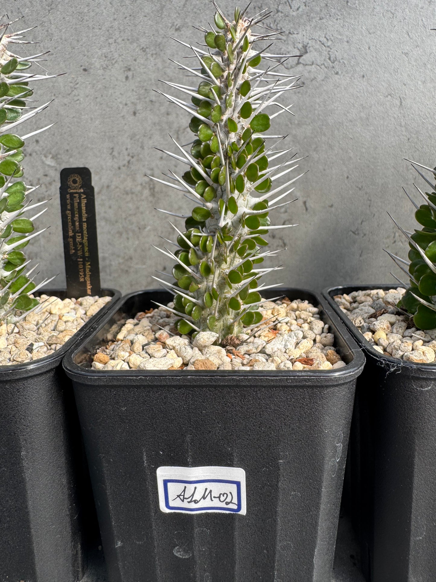 Alluaudia montagnacii