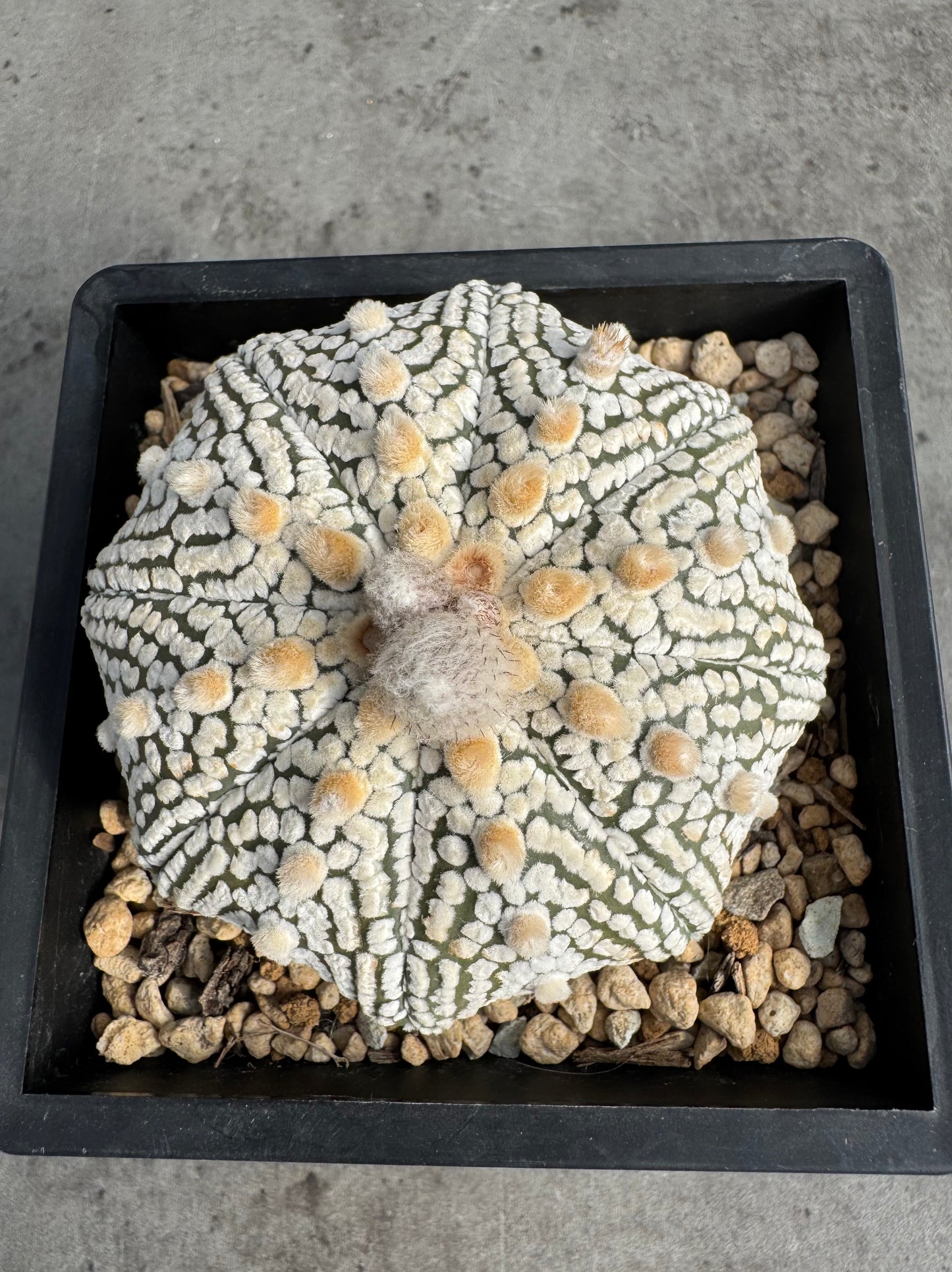 Astrophytum asterias miracle