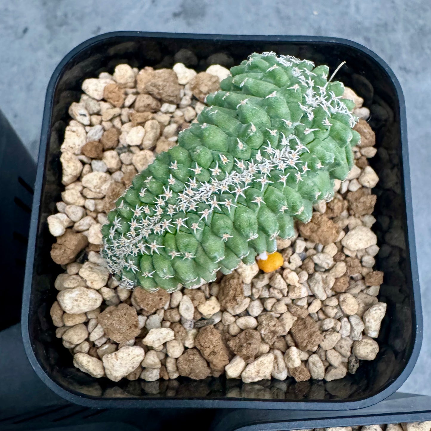 strombocactus disciformis f cristata
