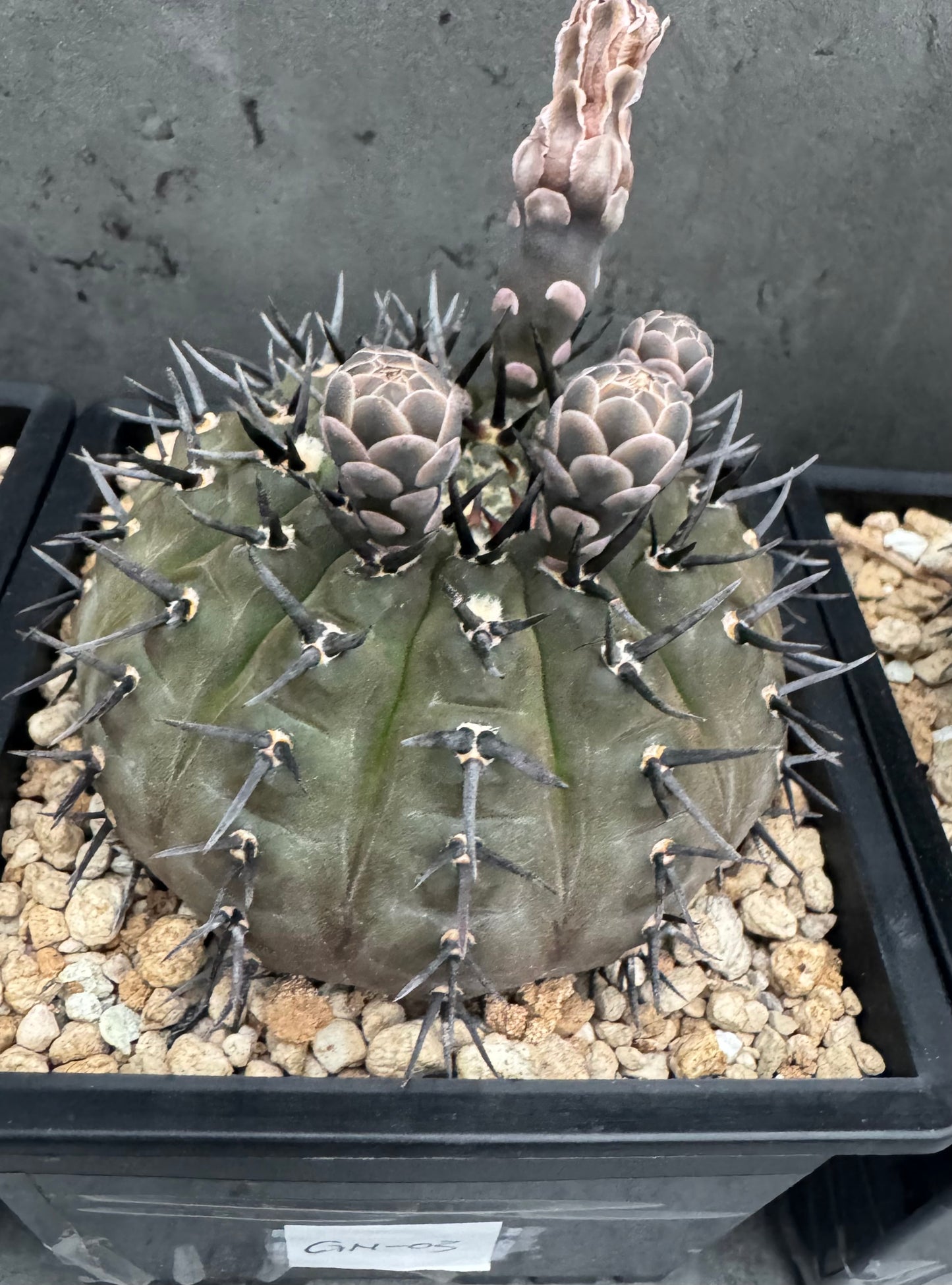 Gymnocalycium asterium nigrispina - großes Exemplar