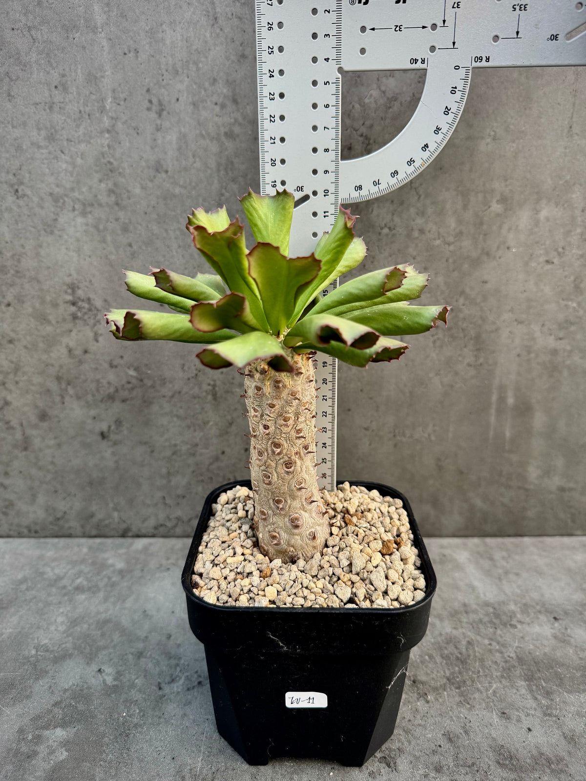 Euphorbia unispina