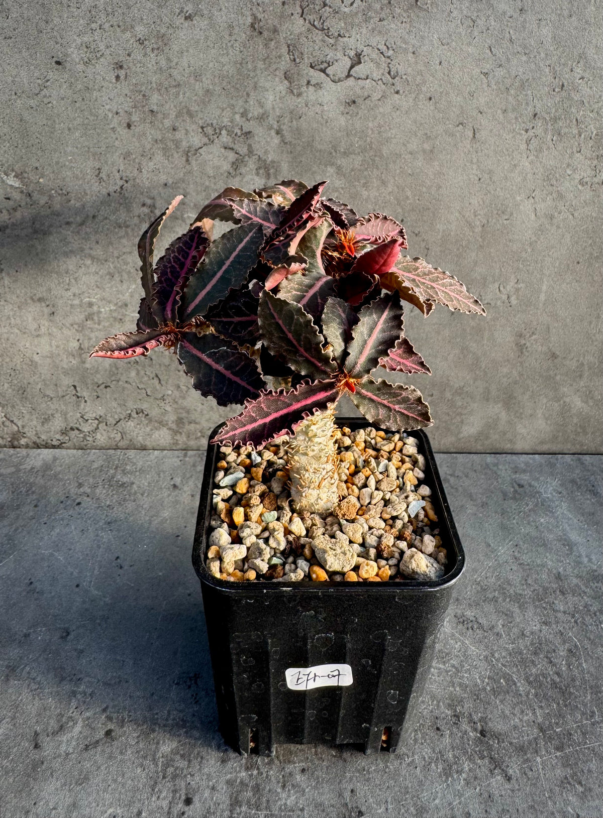 Euphorbia francoisii var. crassicaulis 'Rubrifolia' – robust kultiviert in rein mineralischem Substrat.