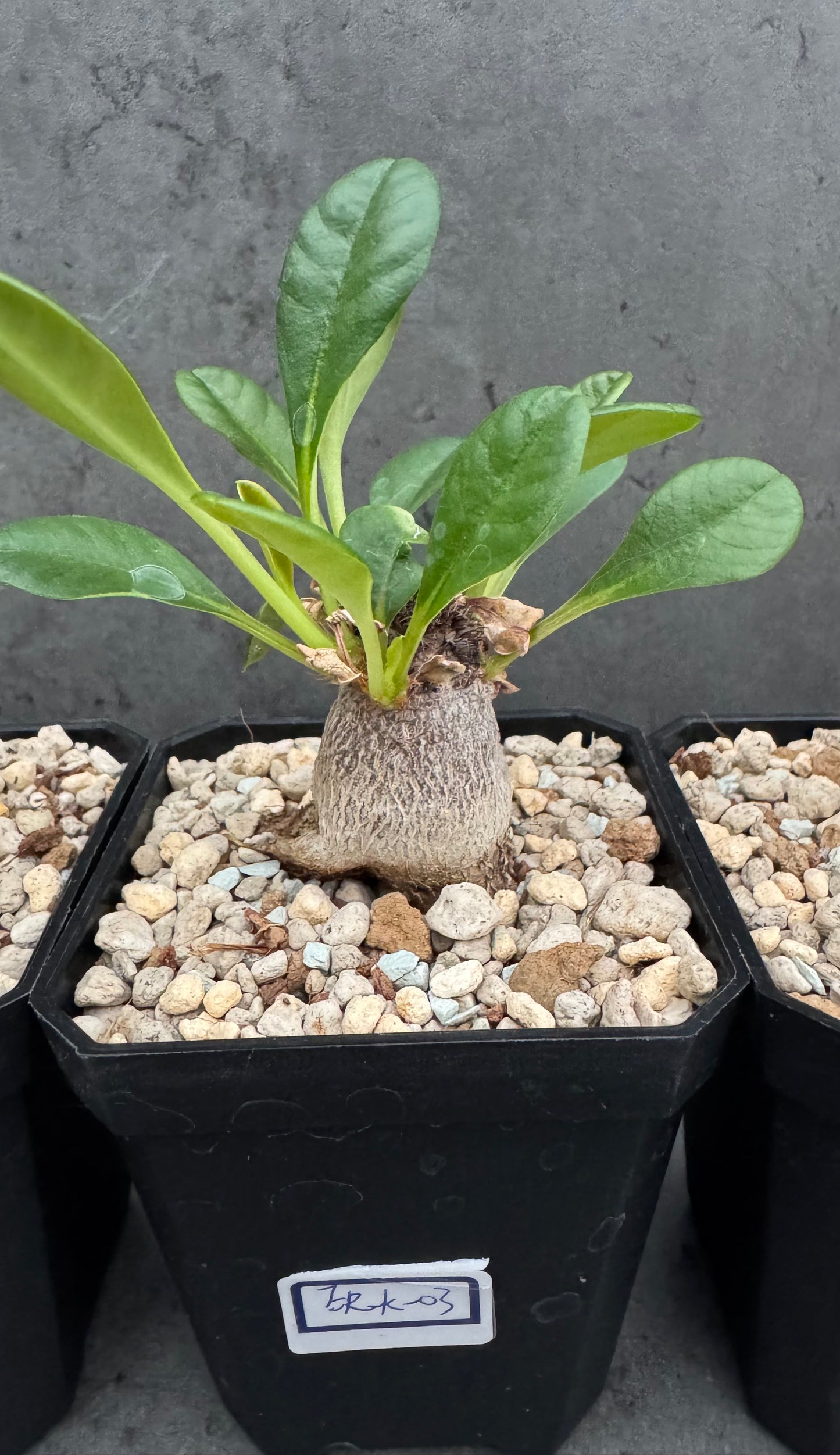 Euphorbia ramena